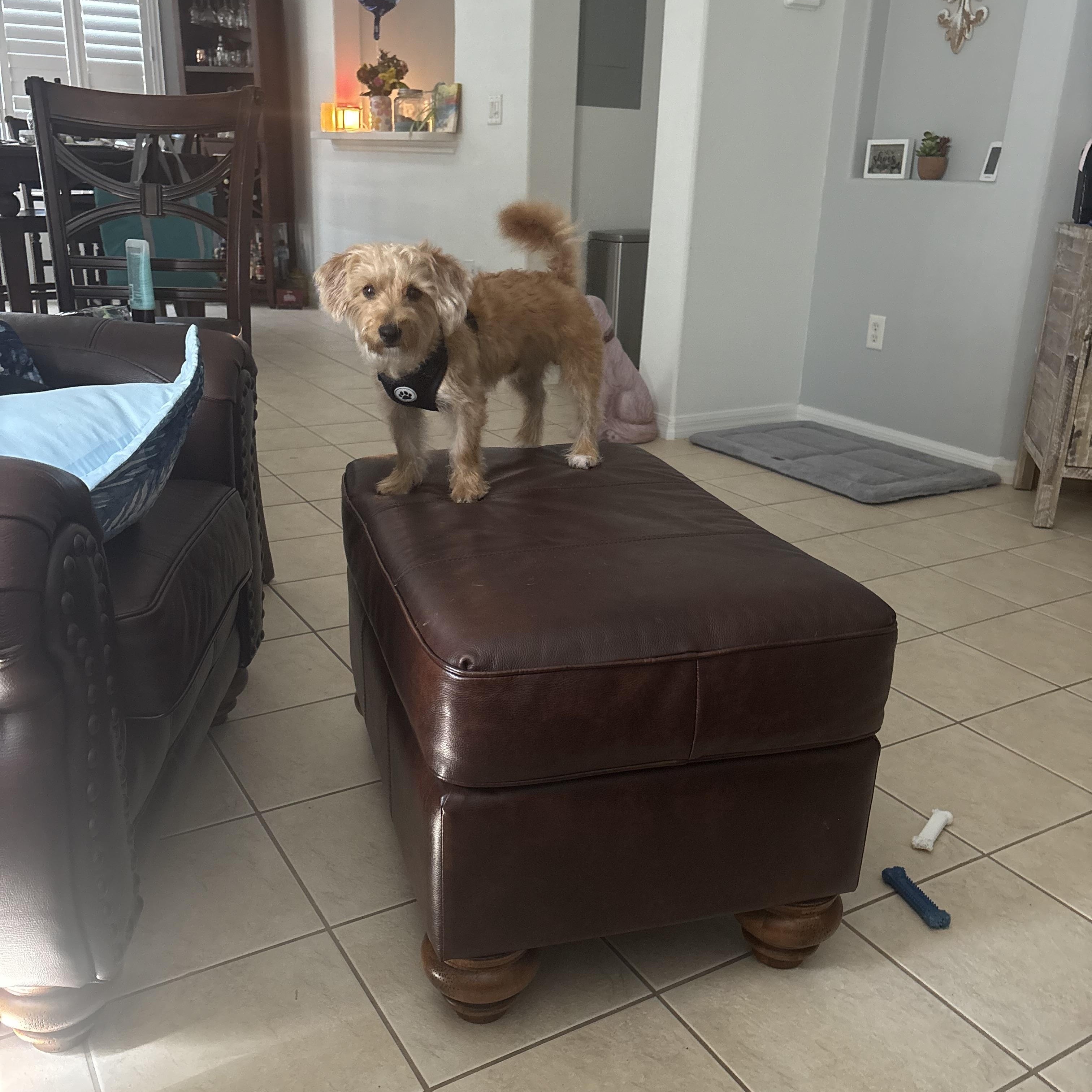 Bob, an adopted mixed breed in Bradenton, FL image 3/6