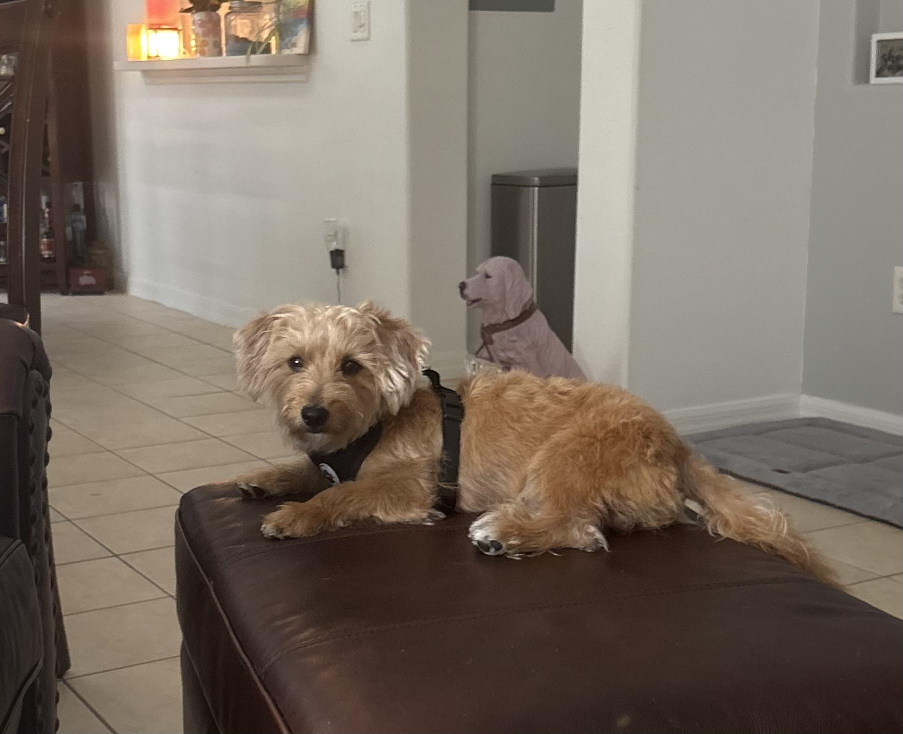 Bob, an adopted mixed breed in Bradenton, FL image 4/6