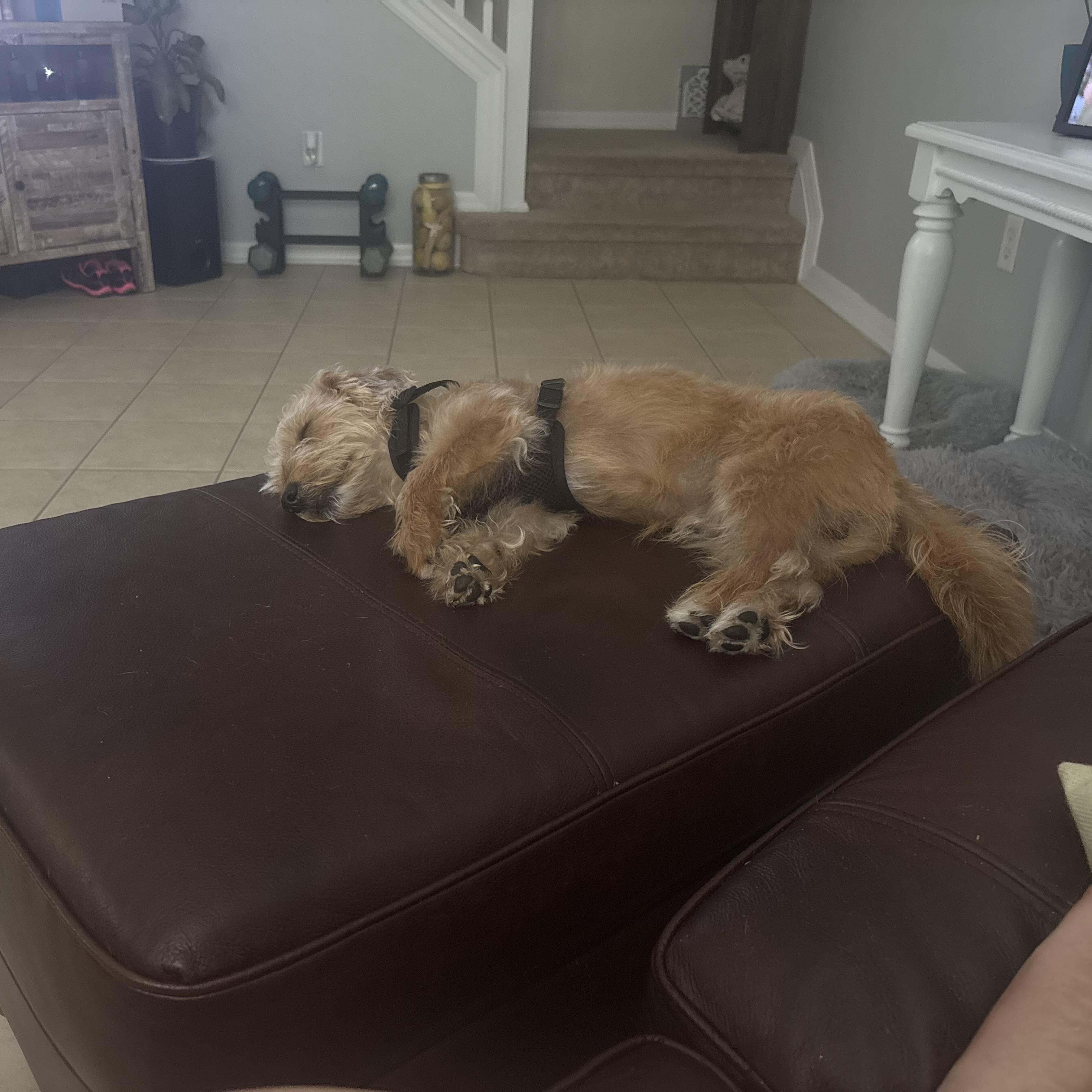 Bob, an adopted mixed breed in Bradenton, FL image 6/6