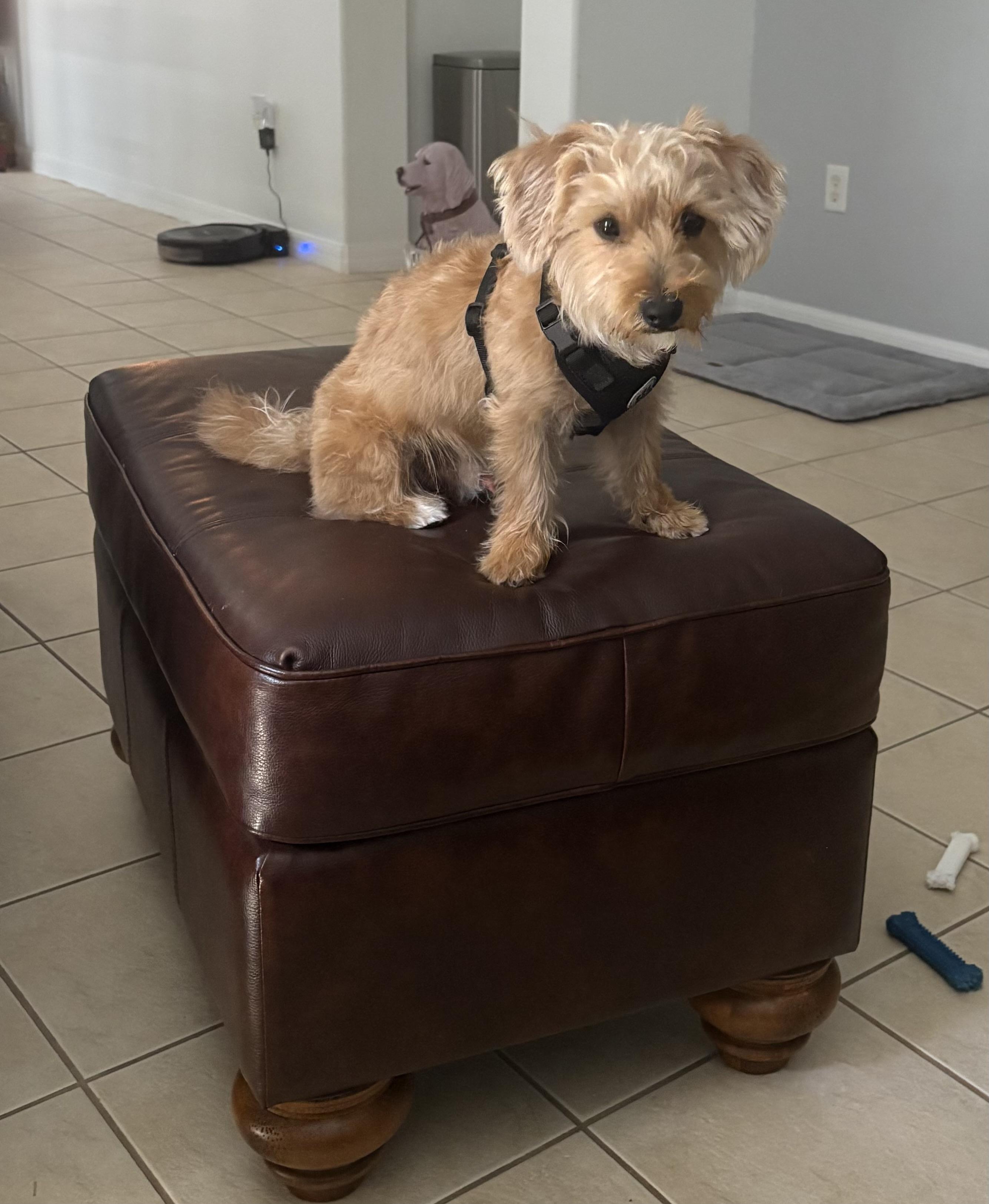 Bob, an adopted mixed breed in Bradenton, FL image 1/6