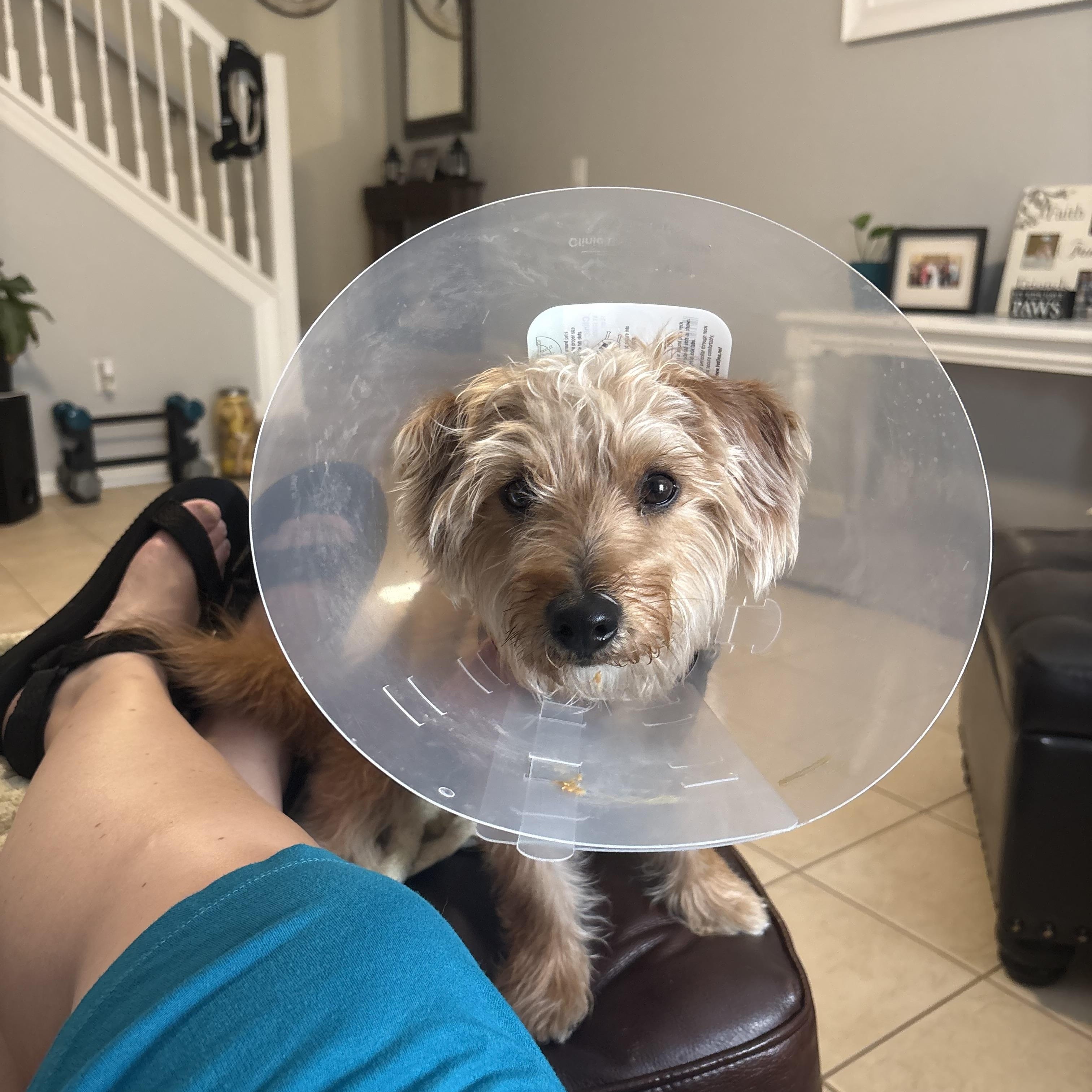 Bob, an adopted mixed breed in Bradenton, FL image 5/6