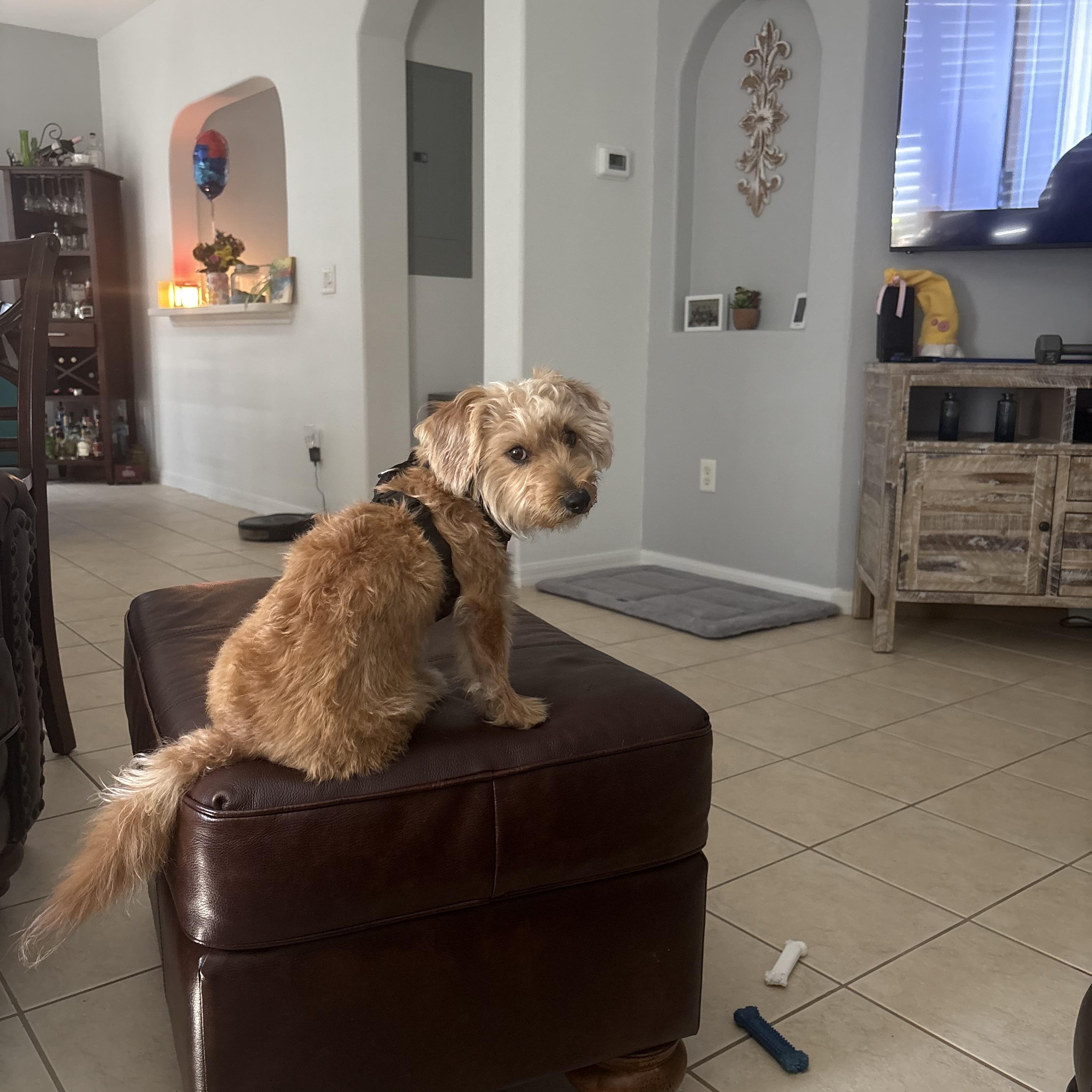 Bob, an adopted mixed breed in Bradenton, FL image 2/6