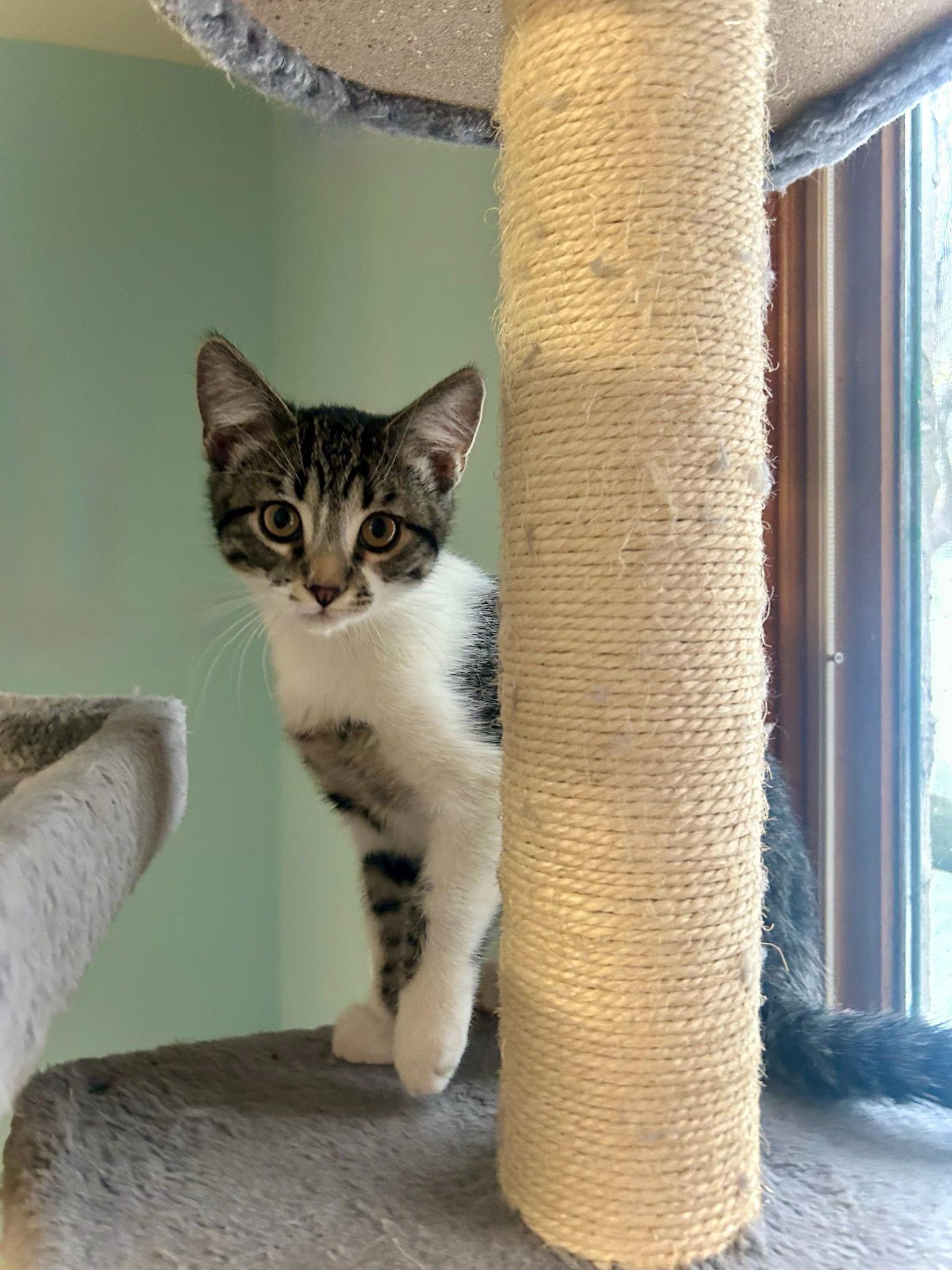 Oompah — thumbnail 2