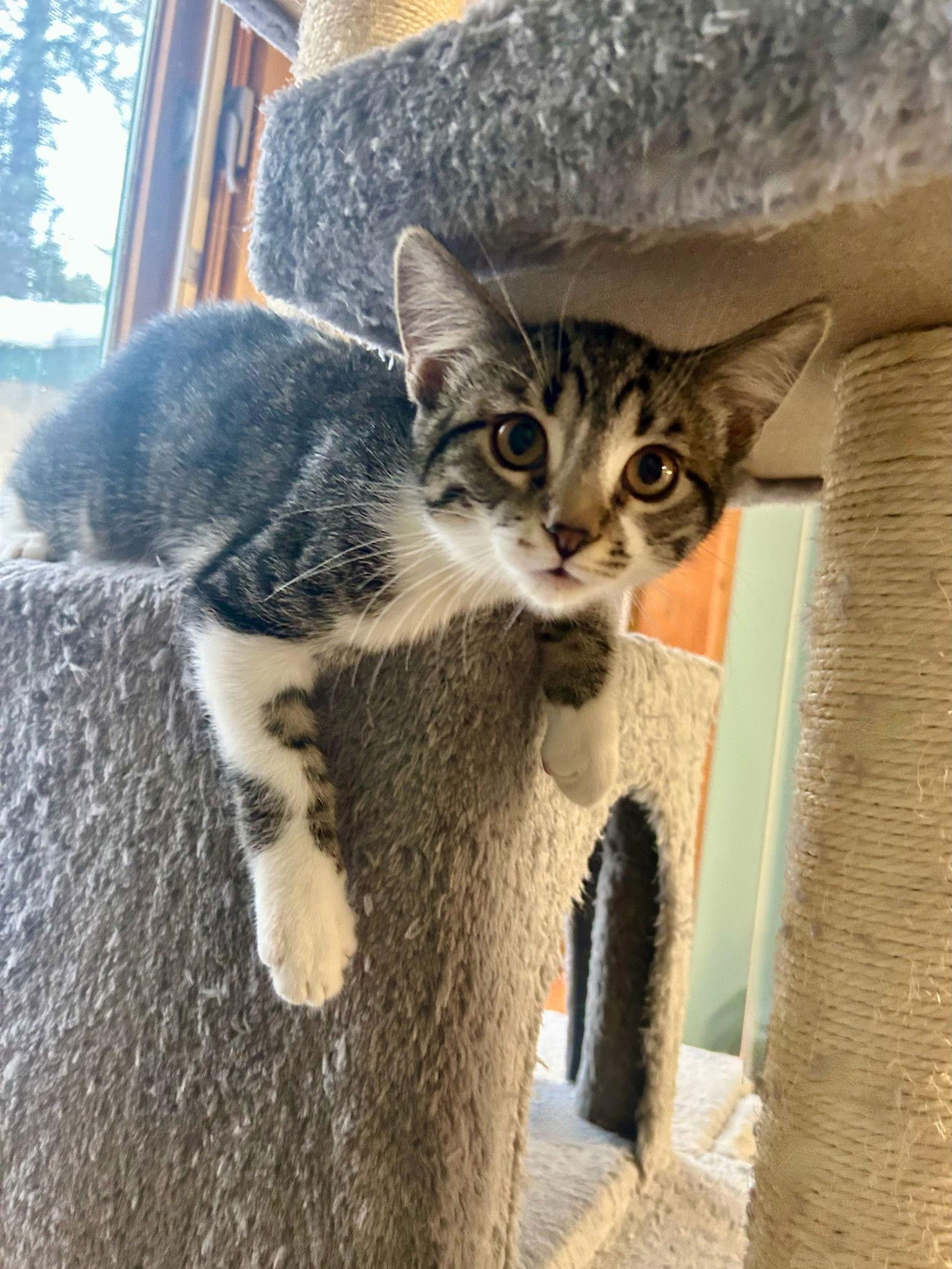 Oompah — thumbnail 3