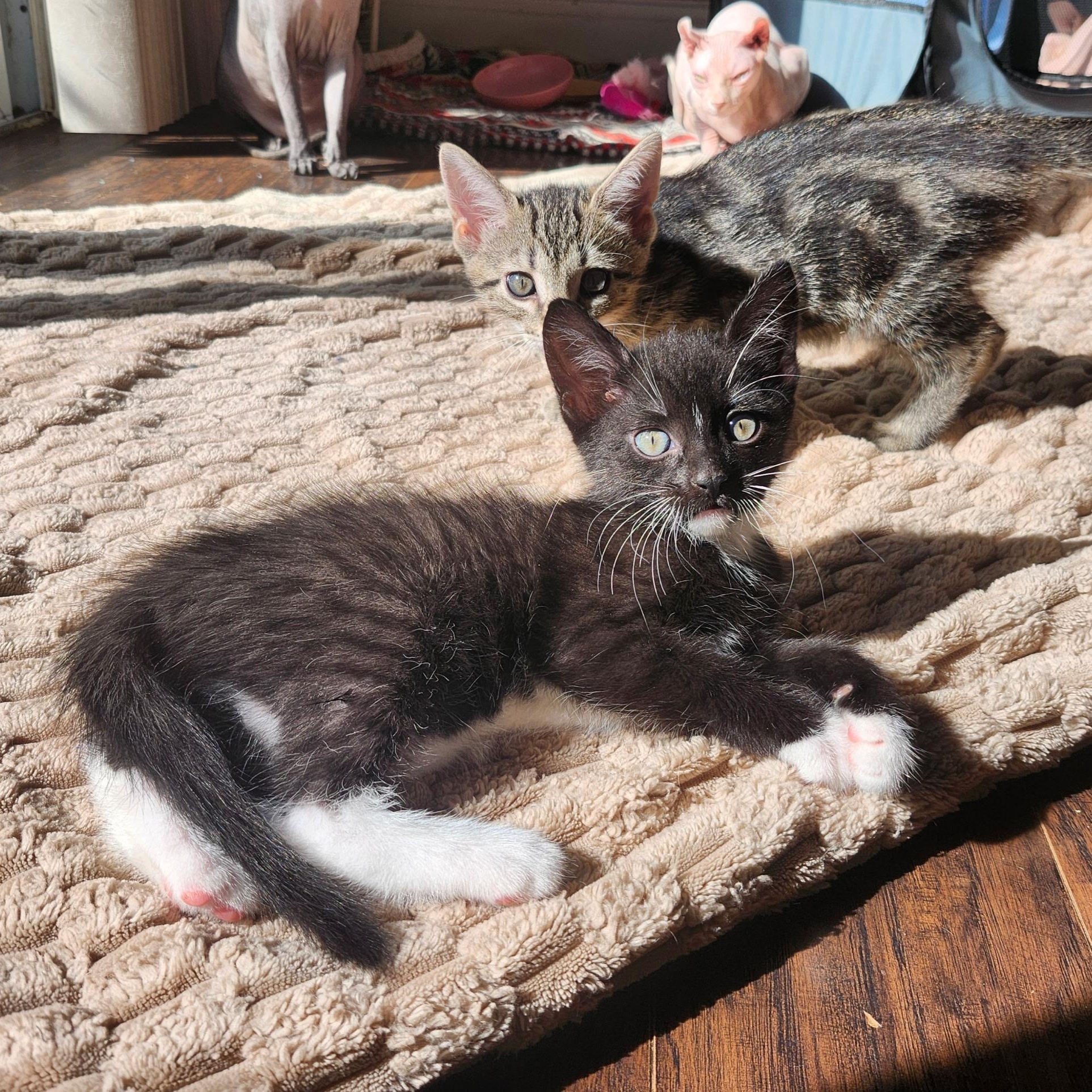 Enlarge SQUASH, a Adoptable Tuxedo in Staten Island, NY image 2/4