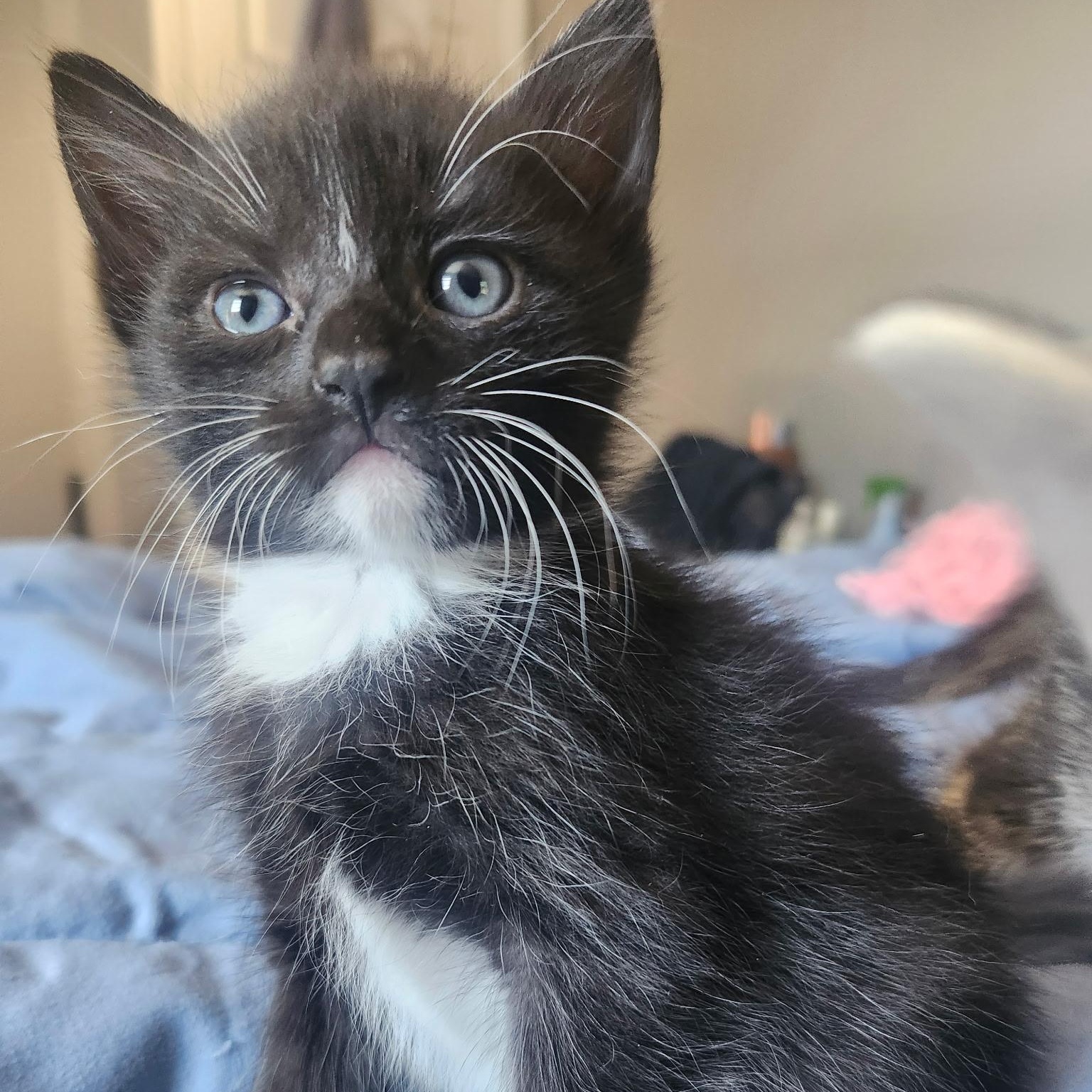 Enlarge SQUASH, a Adoptable Tuxedo in Staten Island, NY image 3/4