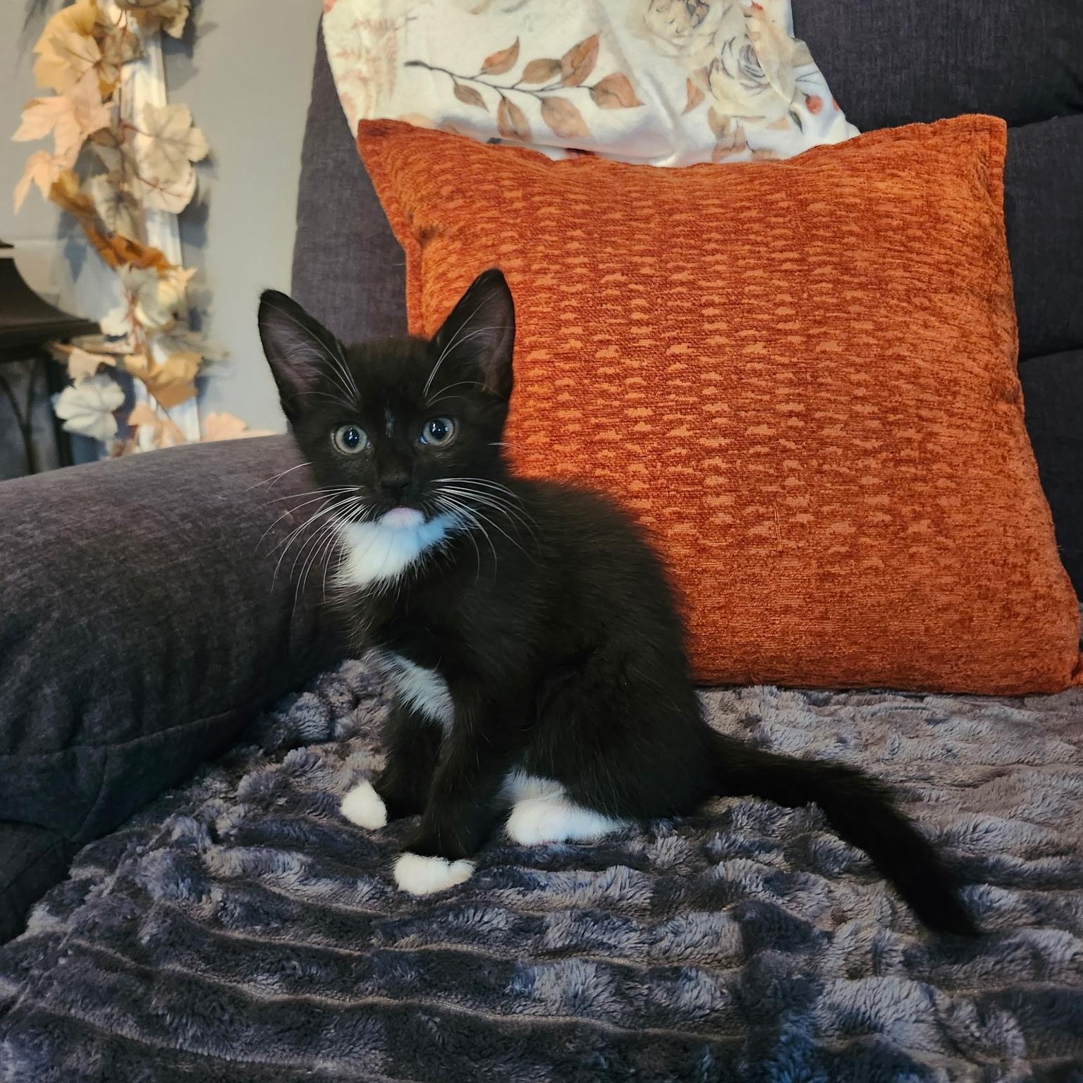 SQUASH, Adoptable, Kitten Female Tuxedo.