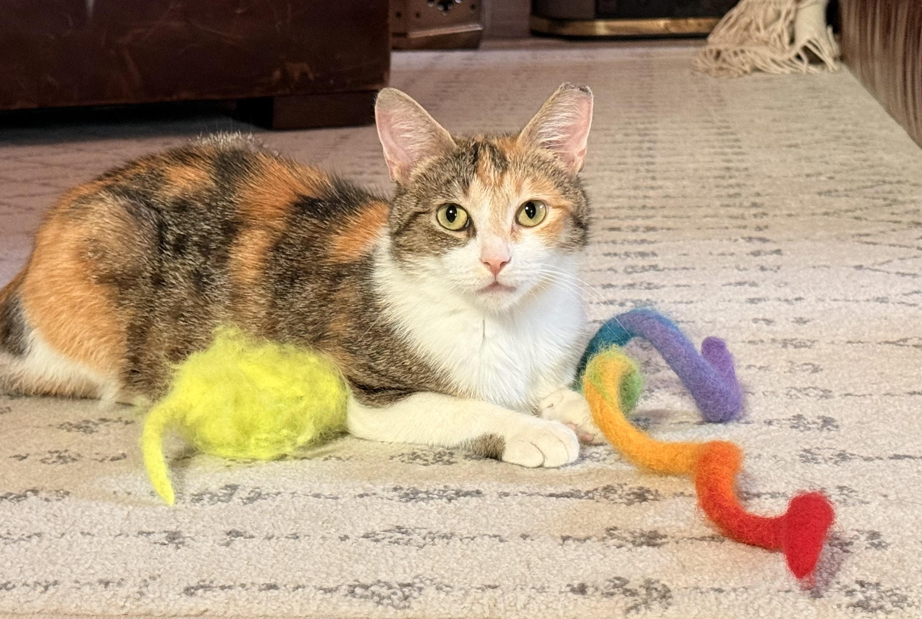 Bianca, ADOPTABLE, Young Female Domestic Short Hair.