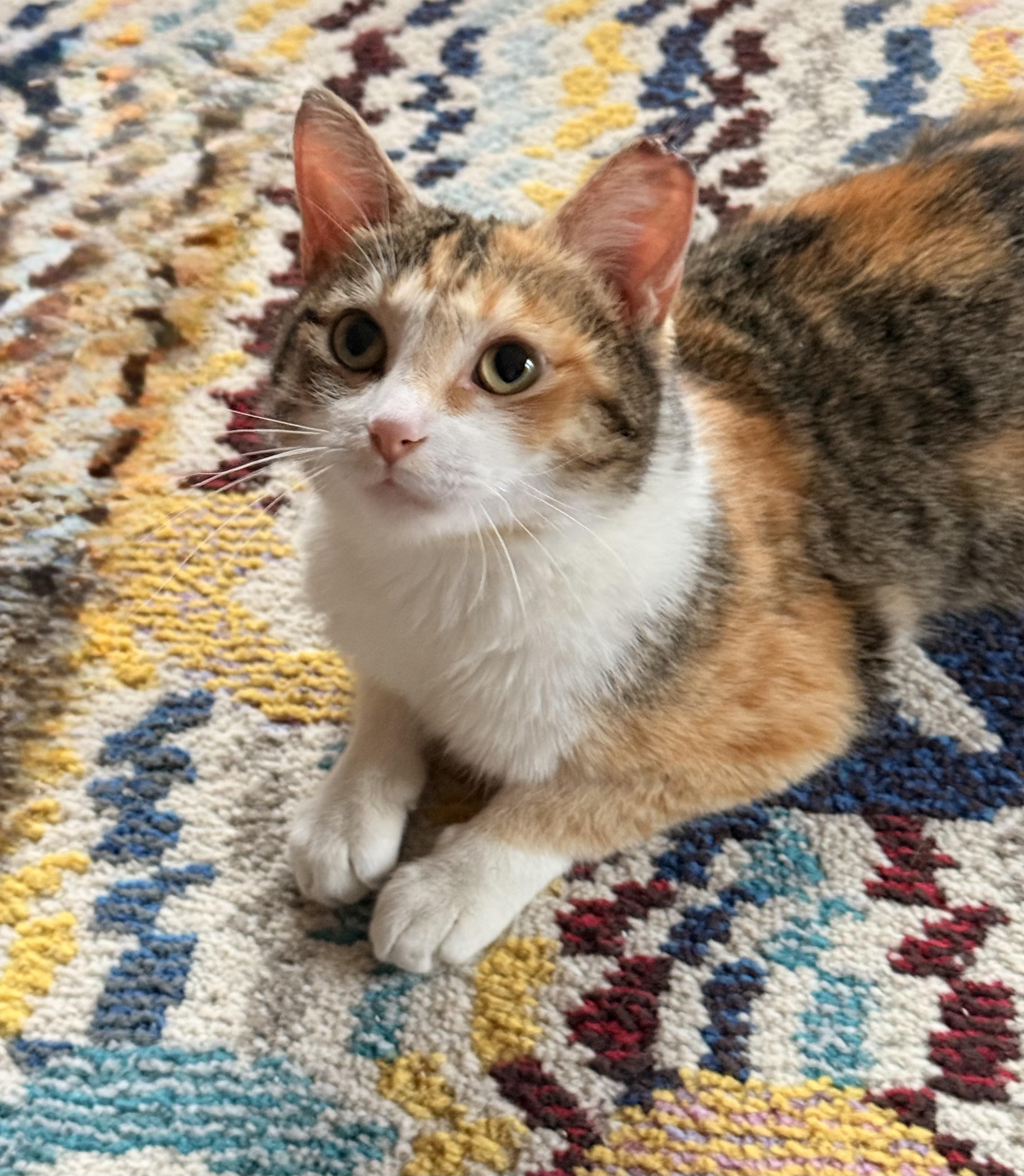Bianca, a ADOPTABLE Domestic Short Hair in Milwaukee, WI image 2/6