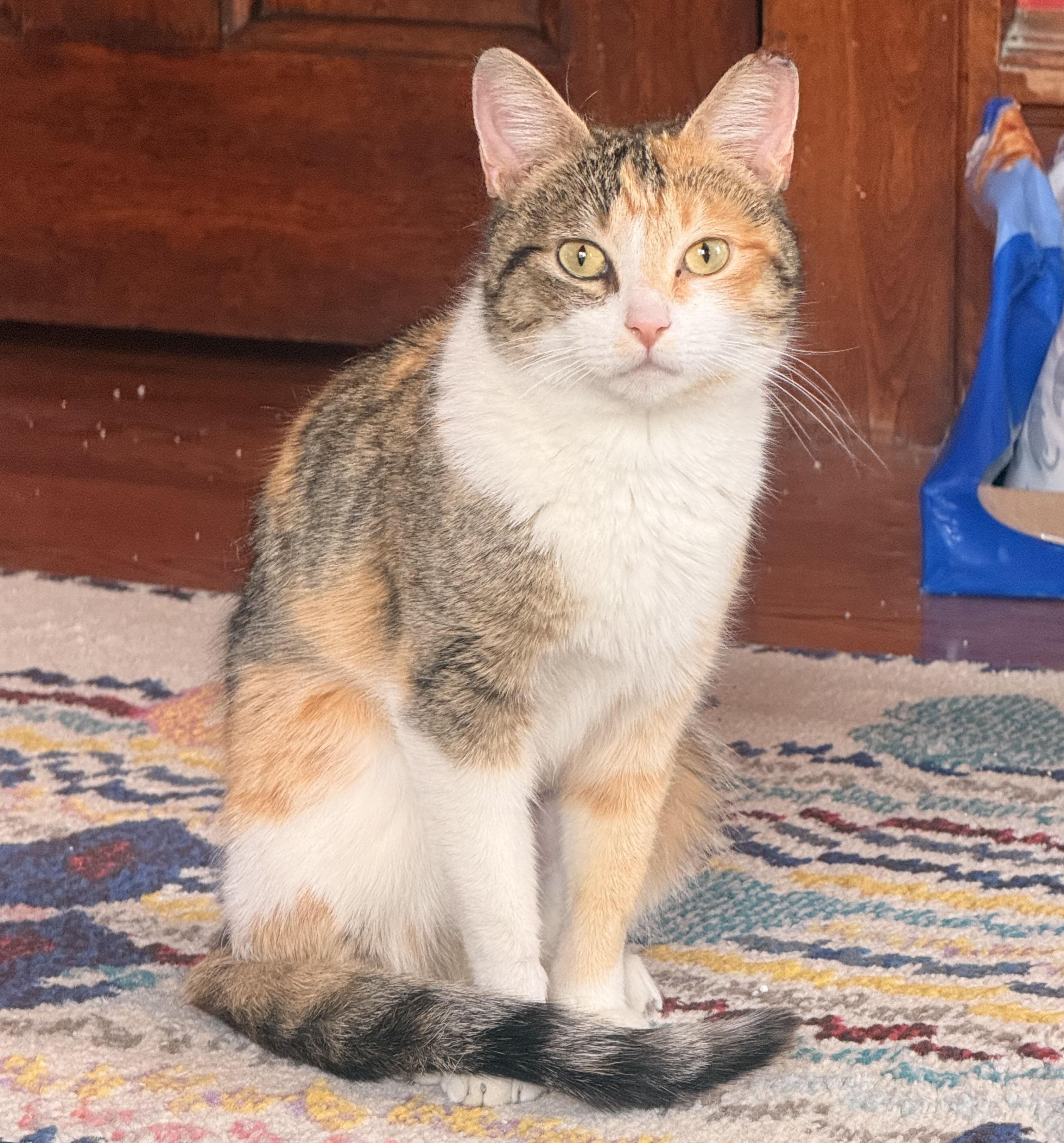 Bianca, a ADOPTABLE Domestic Short Hair in Milwaukee, WI image 3/6