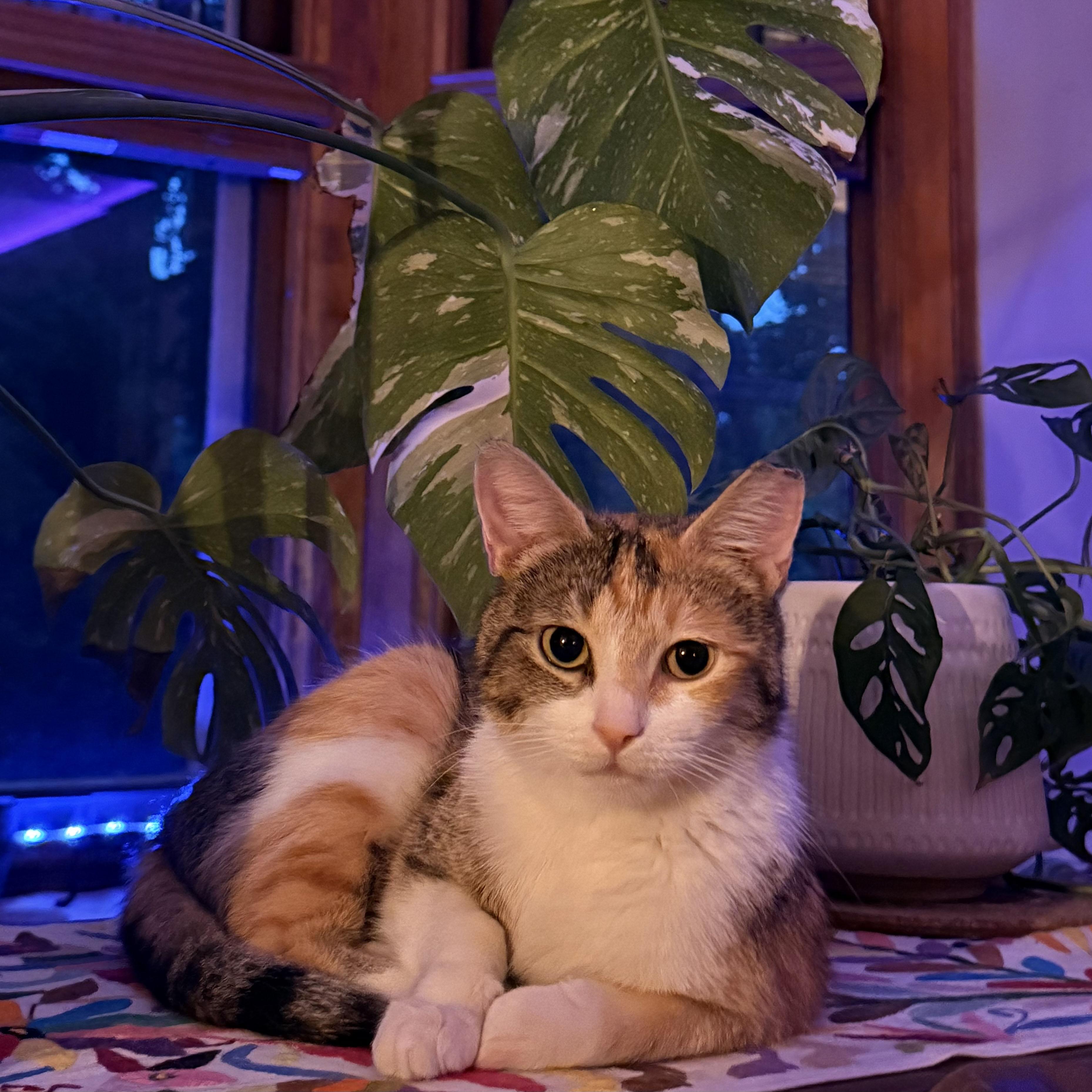 Bianca, a ADOPTABLE Domestic Short Hair in Milwaukee, WI image 5/6