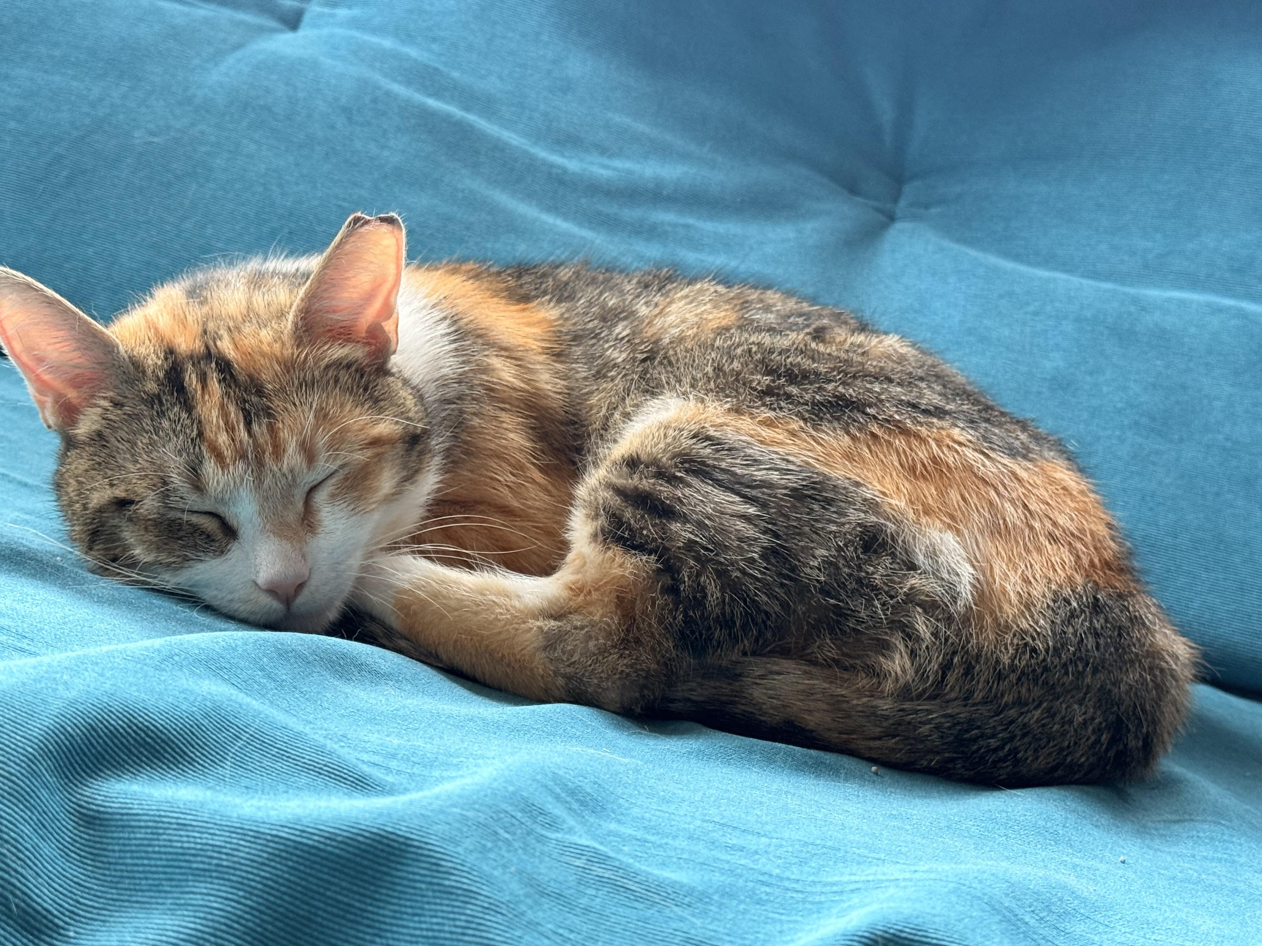 Bianca, a ADOPTABLE Domestic Short Hair in Milwaukee, WI image 4/6