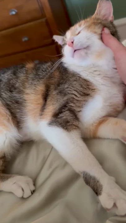 Enlarge Bianca, a ADOPTABLE Domestic Short Hair in Milwaukee, WI video 6/6