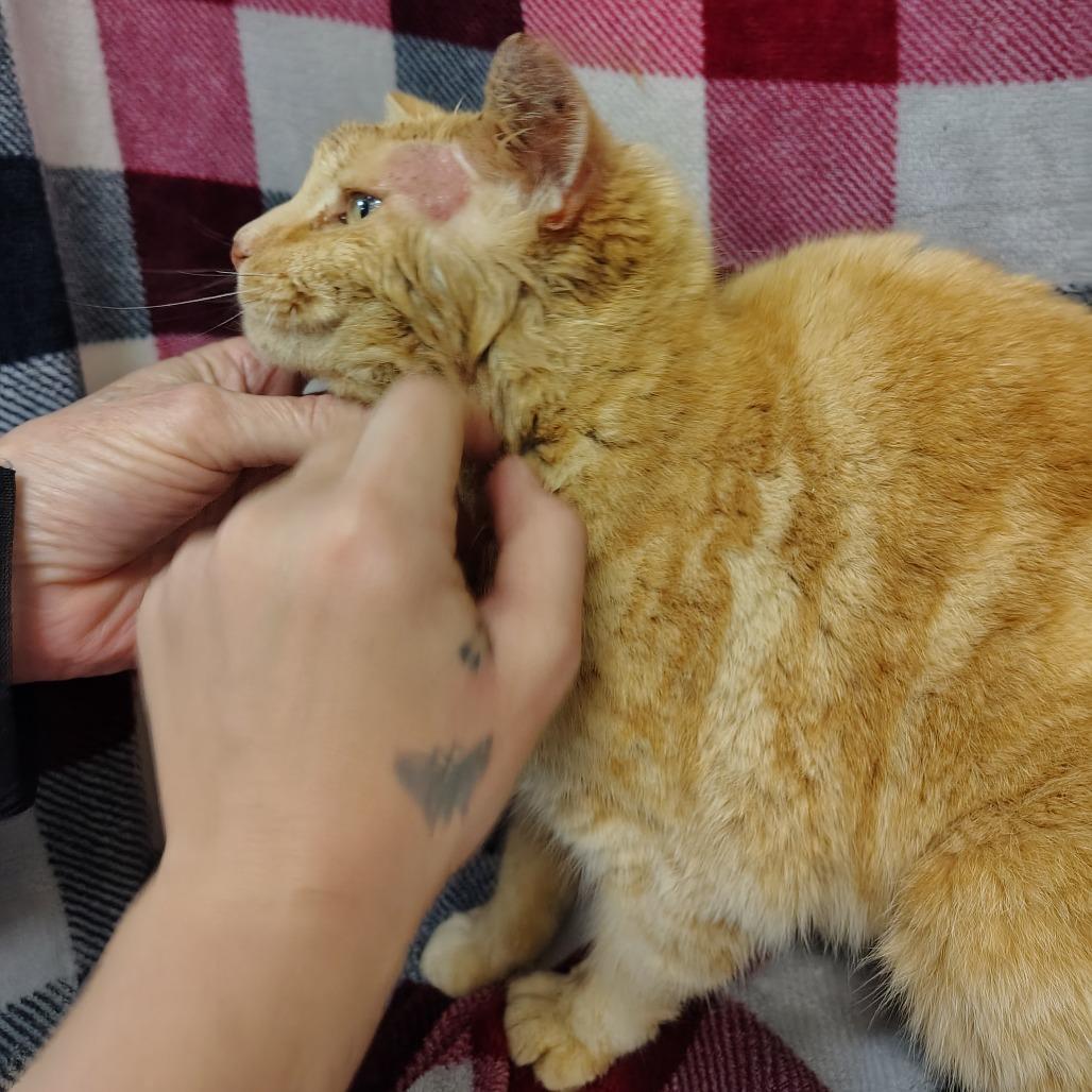 G BAKER, Adoptable, Senior Male Domestic Short Hair & Domestic Short Hair.