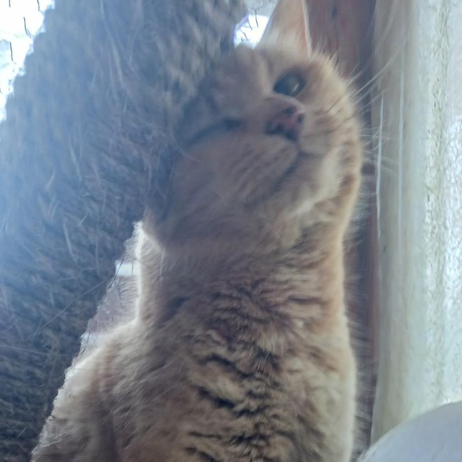 Enlarge G BAKER, a Adoptable mixed breed in Coos Bay, OR image 2/3