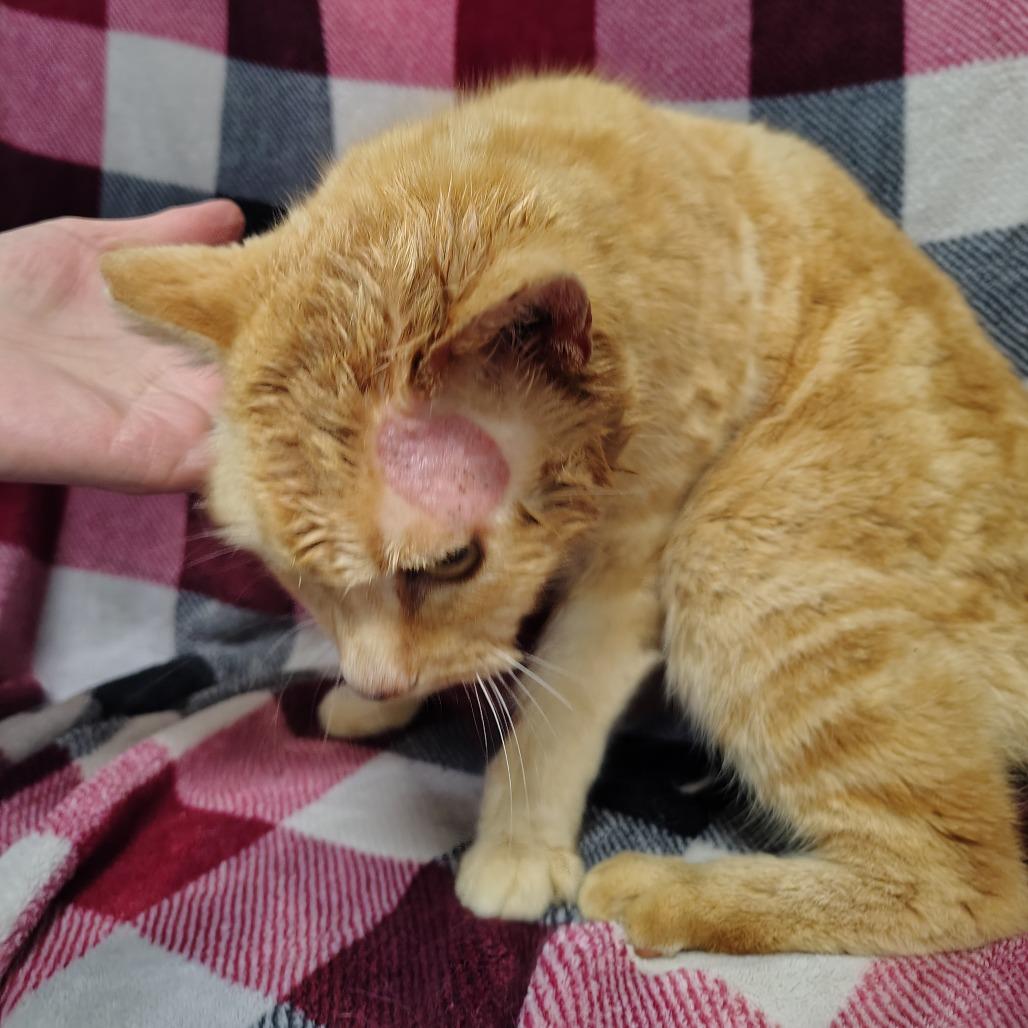 Enlarge G BAKER, a Adoptable mixed breed in Coos Bay, OR image 3/3