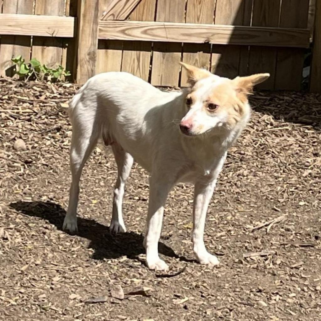 Enlarge Harriet, a Adoptable mixed breed in Mundelein, IL image 1/6