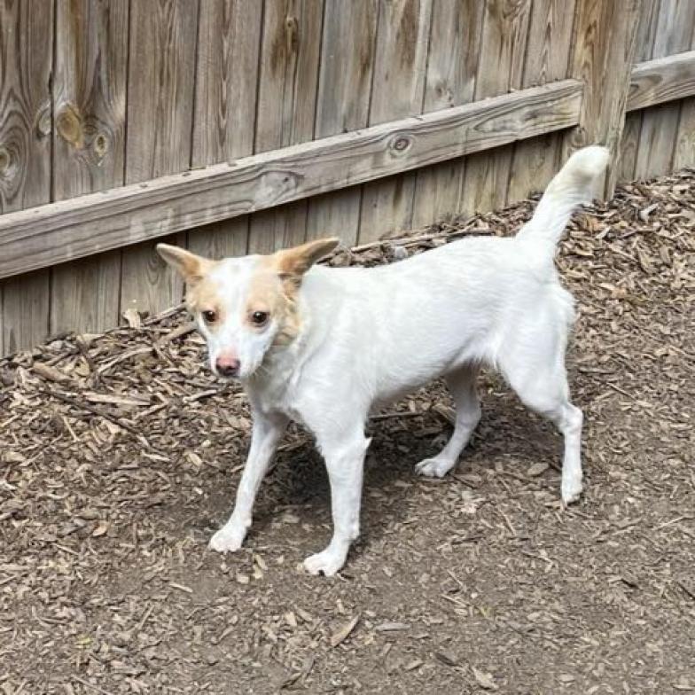 Enlarge Harriet, a Adoptable mixed breed in Mundelein, IL image 2/6