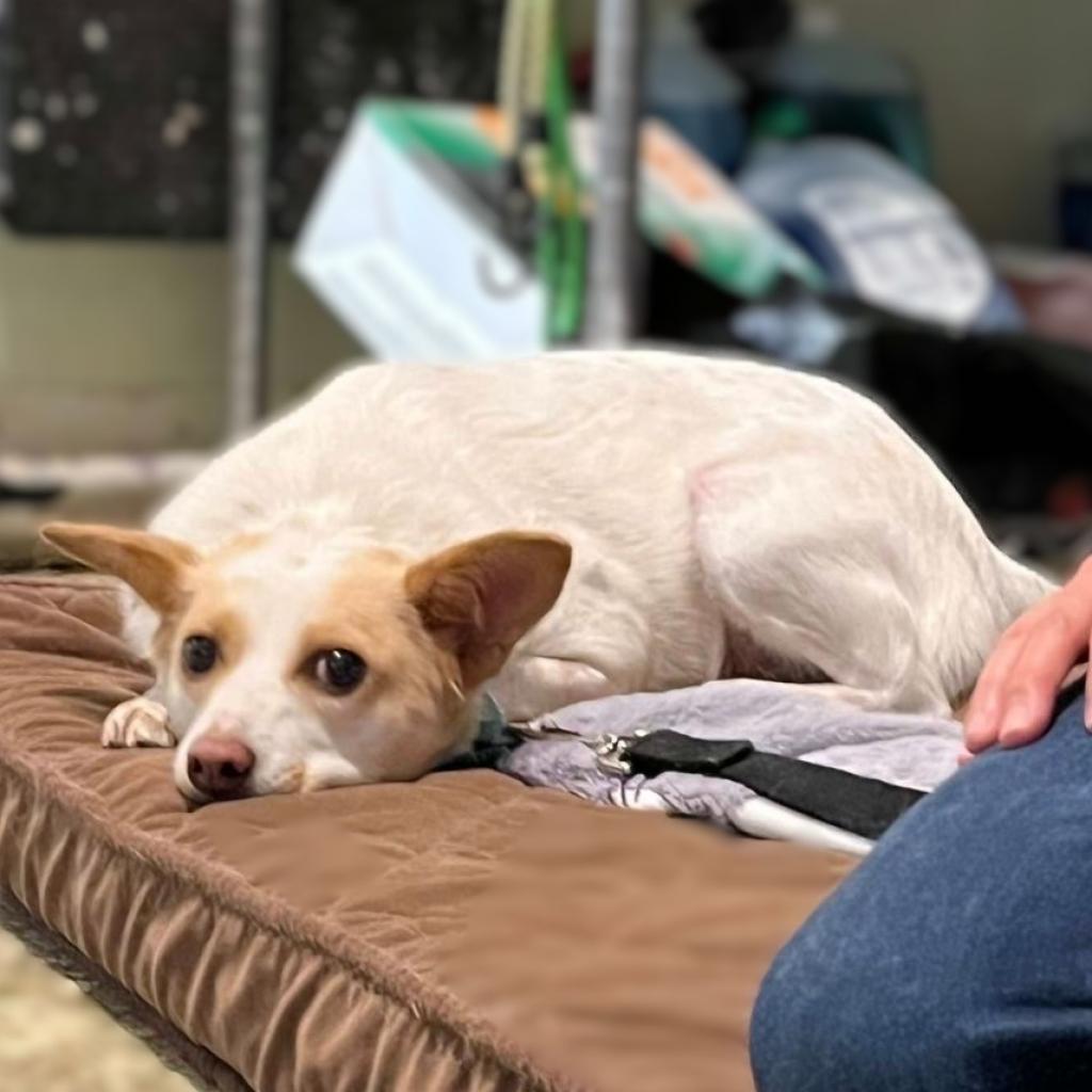 Enlarge Harriet, a Adoptable mixed breed in Mundelein, IL image 3/6