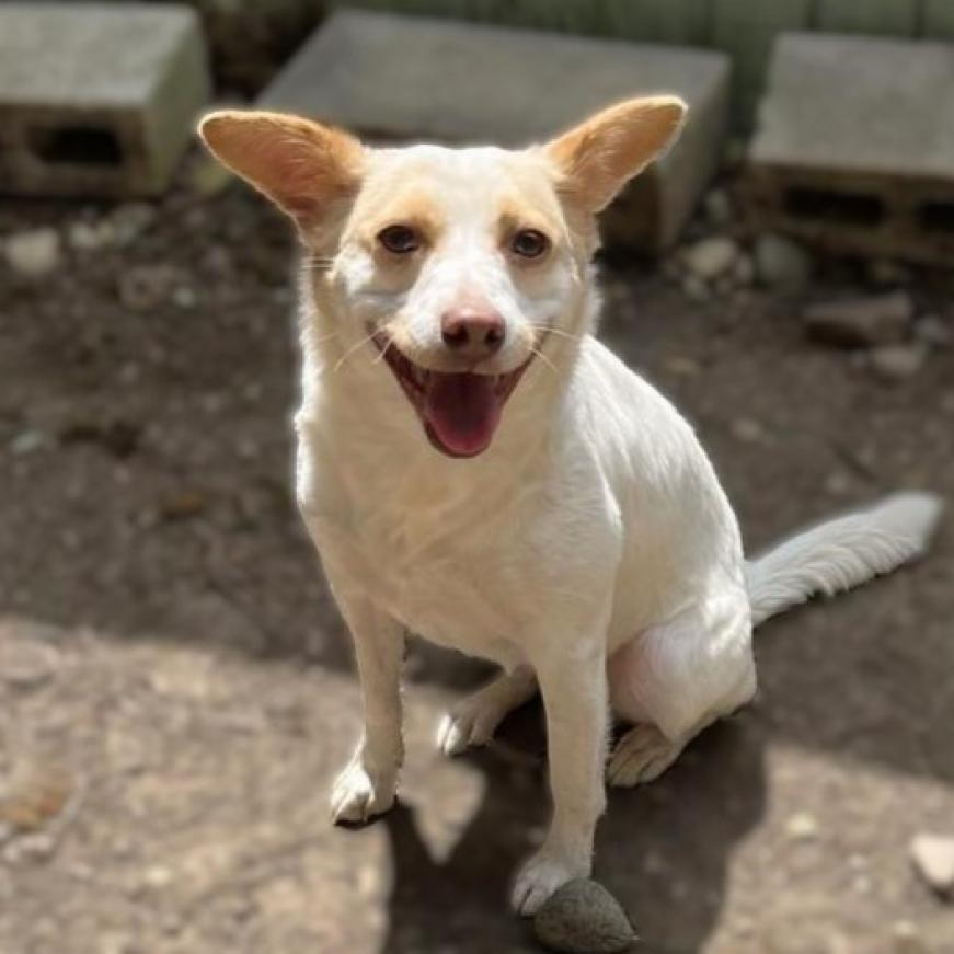 Enlarge Harriet, a Adoptable mixed breed in Mundelein, IL image 4/6