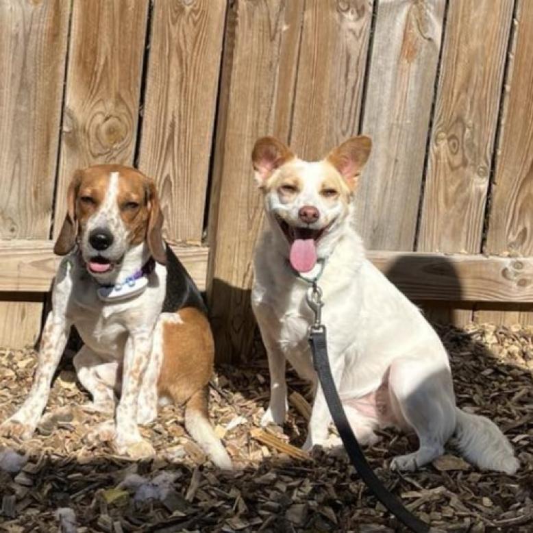 Enlarge Harriet, a Adoptable mixed breed in Mundelein, IL image 5/6