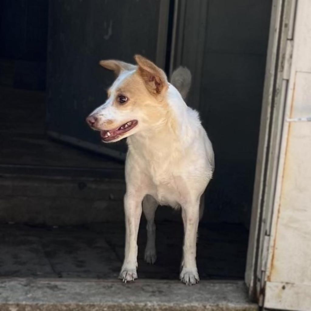 Enlarge Harriet, a Adoptable mixed breed in Mundelein, IL image 6/6
