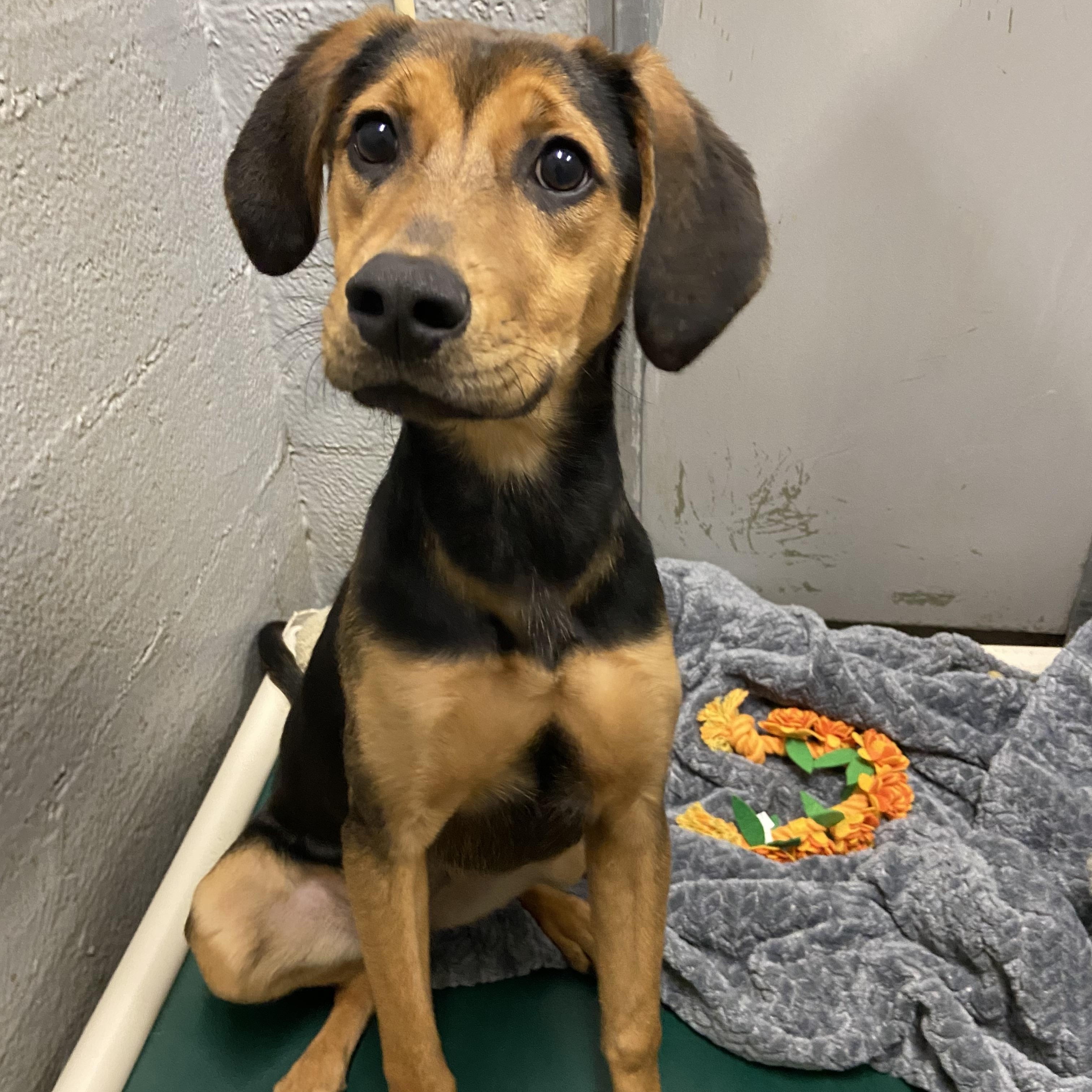 Penny, ADOPTABLE, Young Female Beagle.