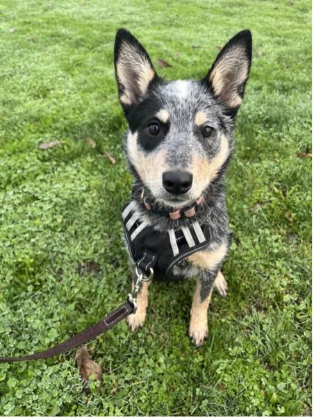 Koda (Eugene, OR), ADOPTABLE, Puppy Female Australian Cattle Dog / Blue Heeler & Cattle Dog.