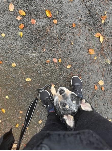 Enlarge Koda (Eugene, OR), a ADOPTABLE mixed breed in Mount Vernon, WA image 2/6