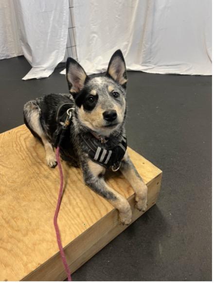 Enlarge Koda (Eugene, OR), a ADOPTABLE mixed breed in Mount Vernon, WA image 3/6