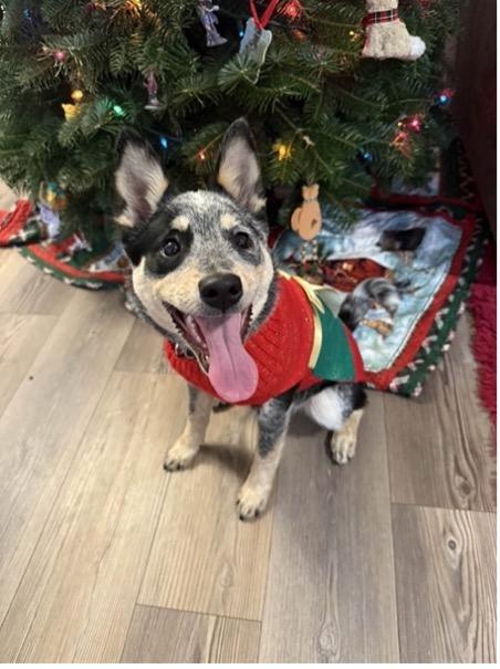 Enlarge Koda (Eugene, OR), a ADOPTABLE mixed breed in Mount Vernon, WA image 4/6