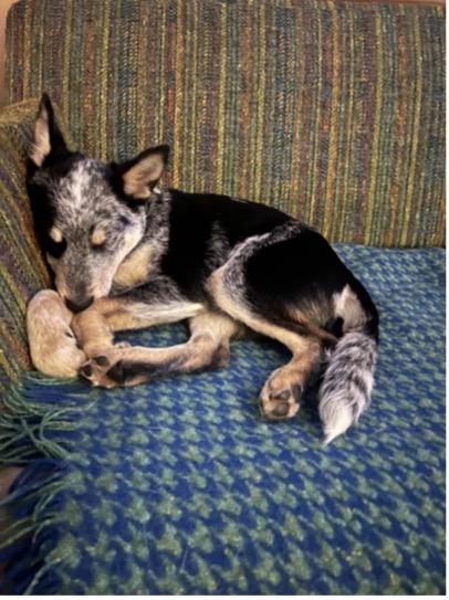 Enlarge Koda (Eugene, OR), a ADOPTABLE mixed breed in Mount Vernon, WA image 5/6