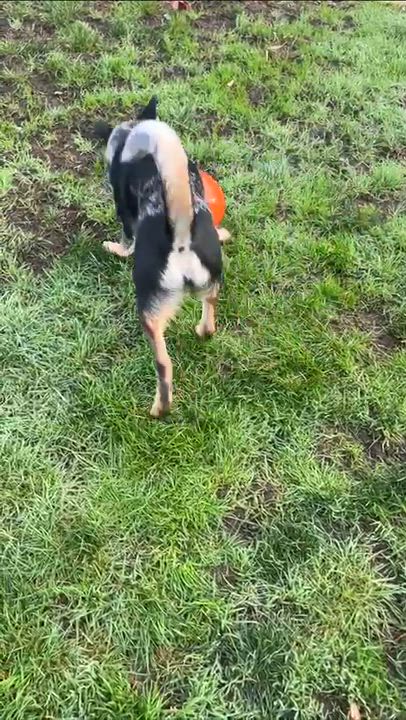 Enlarge Koda (Eugene, OR), a ADOPTABLE mixed breed in Mount Vernon, WA video 6/6