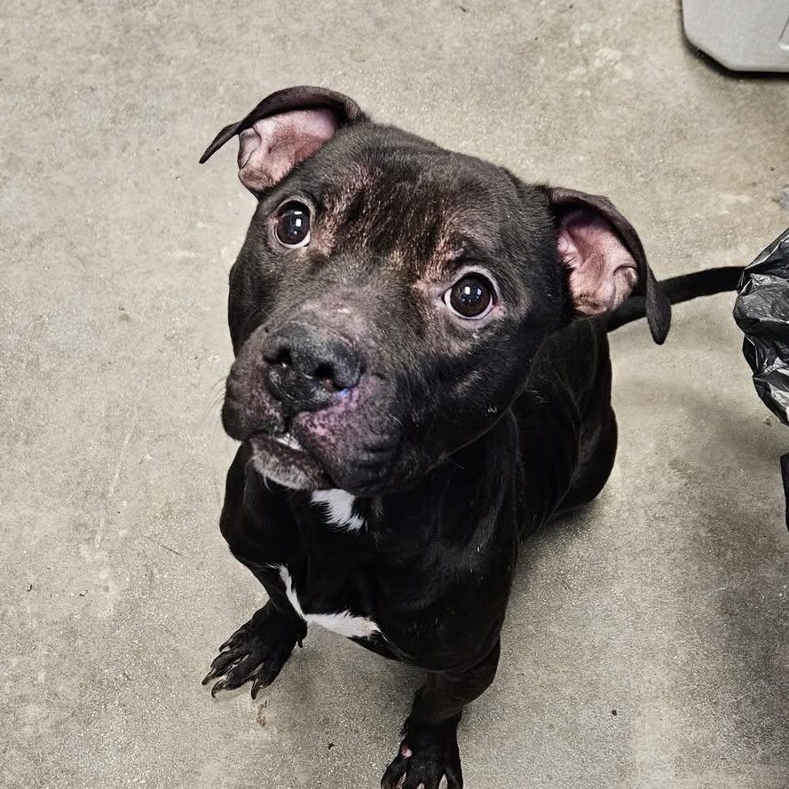 Enlarge Gumby, a ADOPTABLE American Staffordshire Terrier in Windsor, CT image 2/2