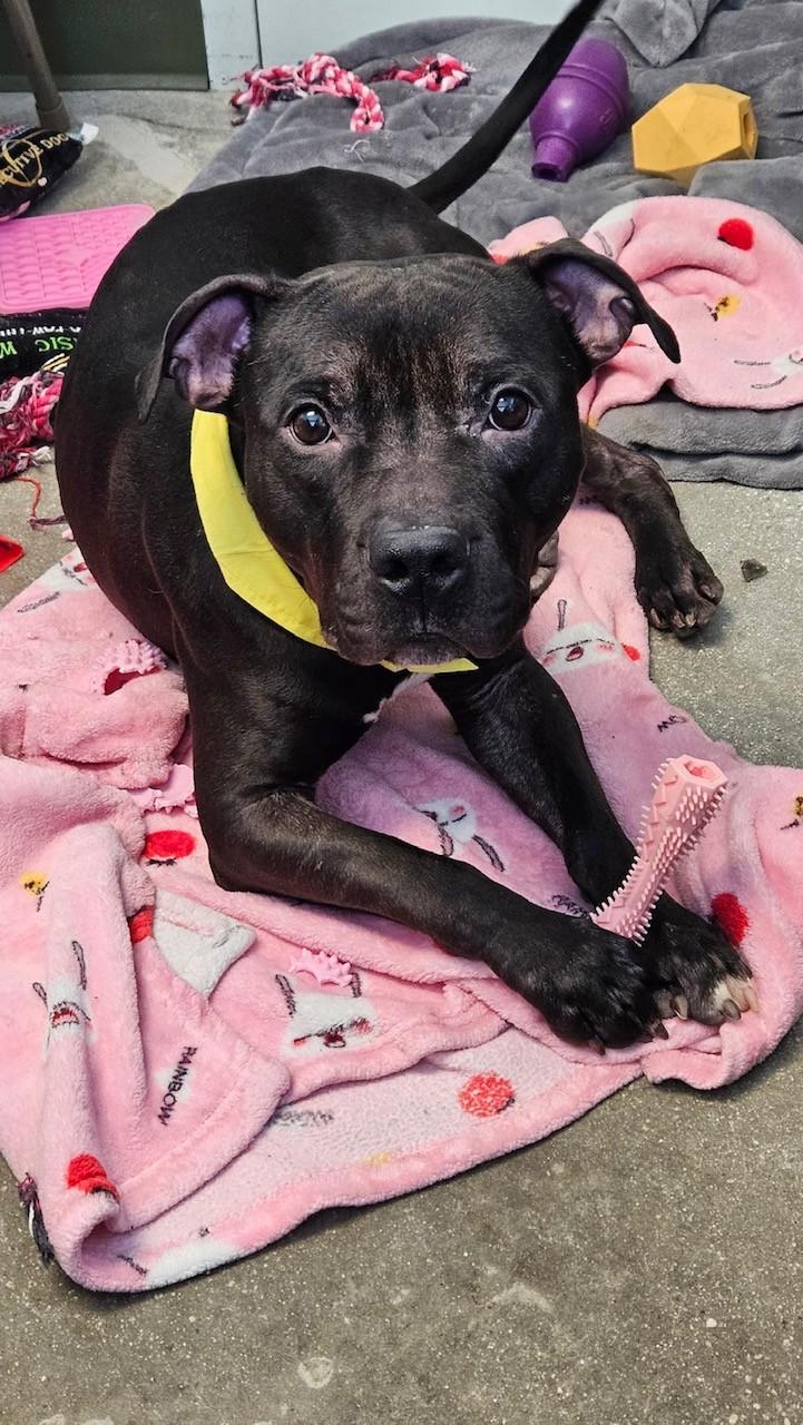 Enlarge Gumby, a ADOPTABLE American Staffordshire Terrier in Windsor, CT image 4/4