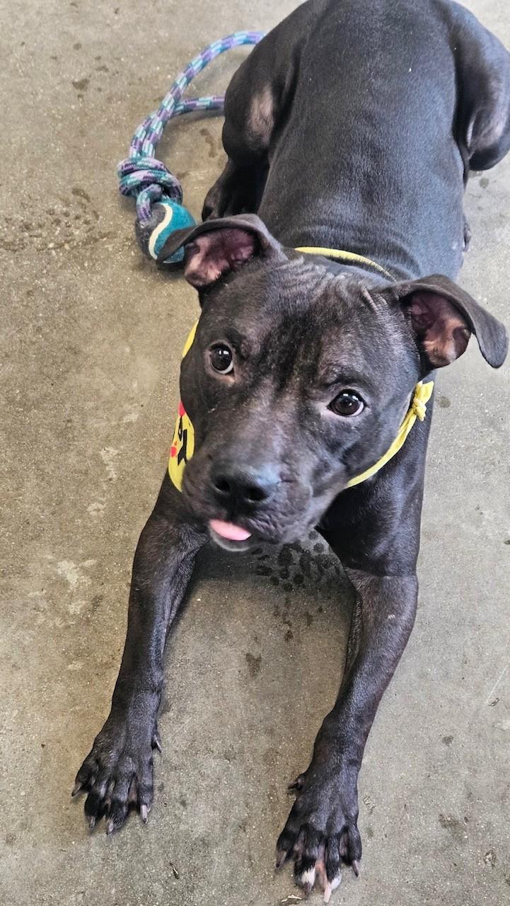 Enlarge Gumby, a ADOPTABLE American Staffordshire Terrier in Windsor, CT image 2/4