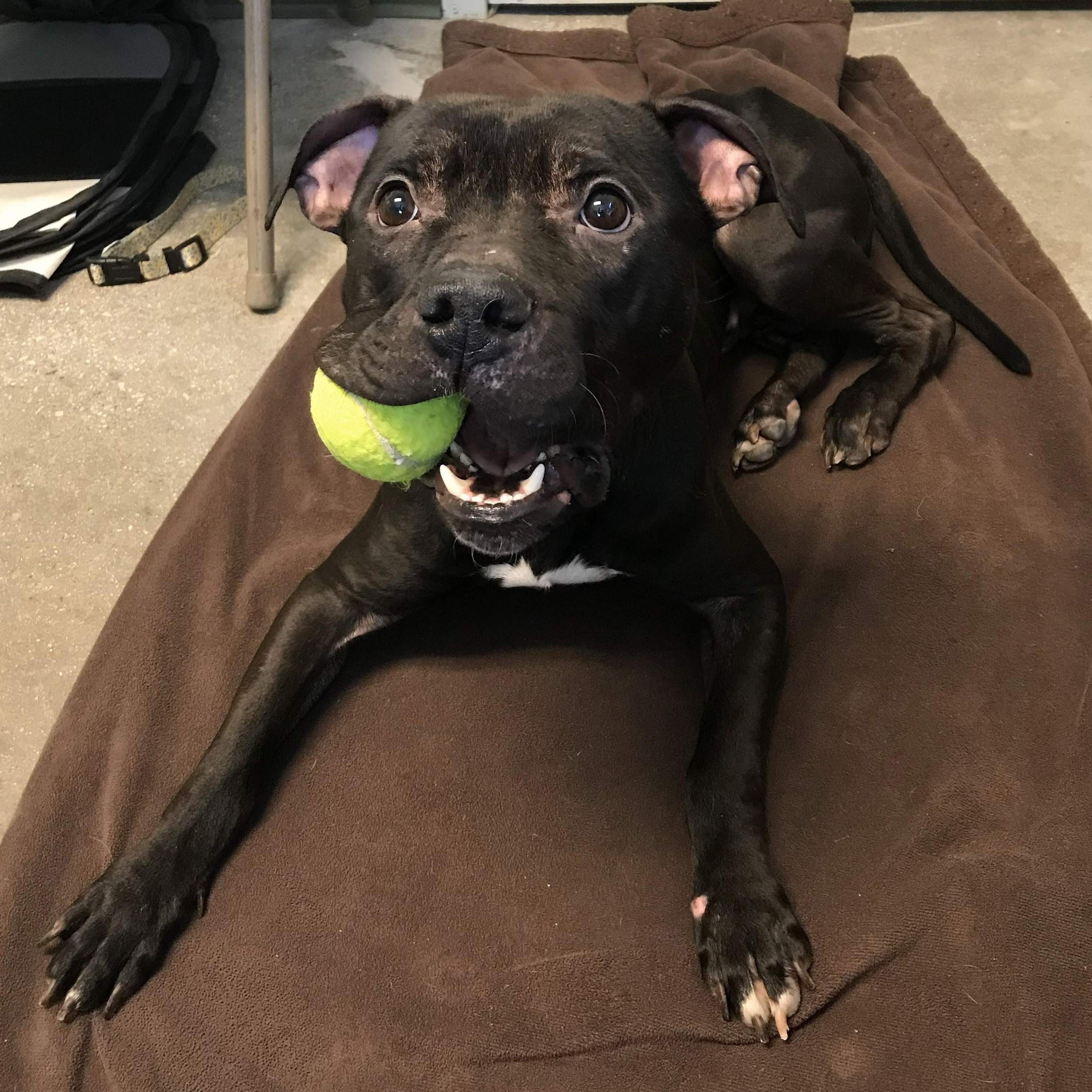Gumby, ADOPTABLE, Young Male American Staffordshire Terrier.