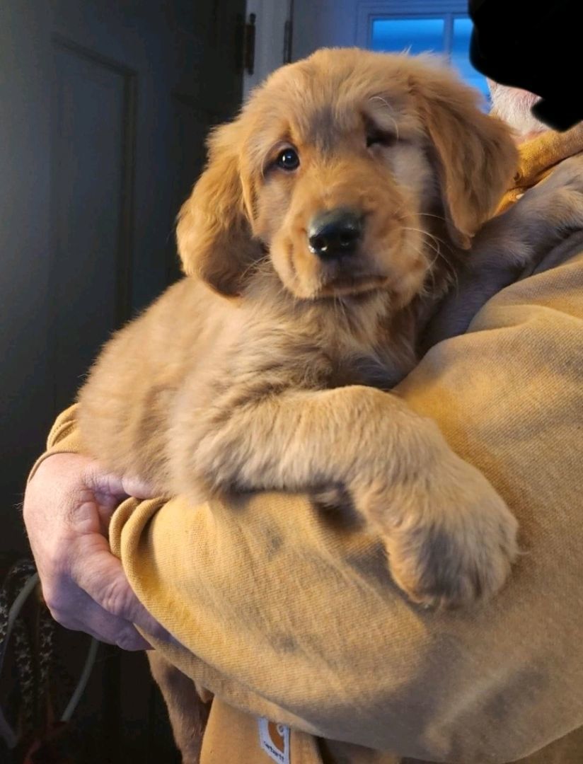 Uno-Goldendoodle