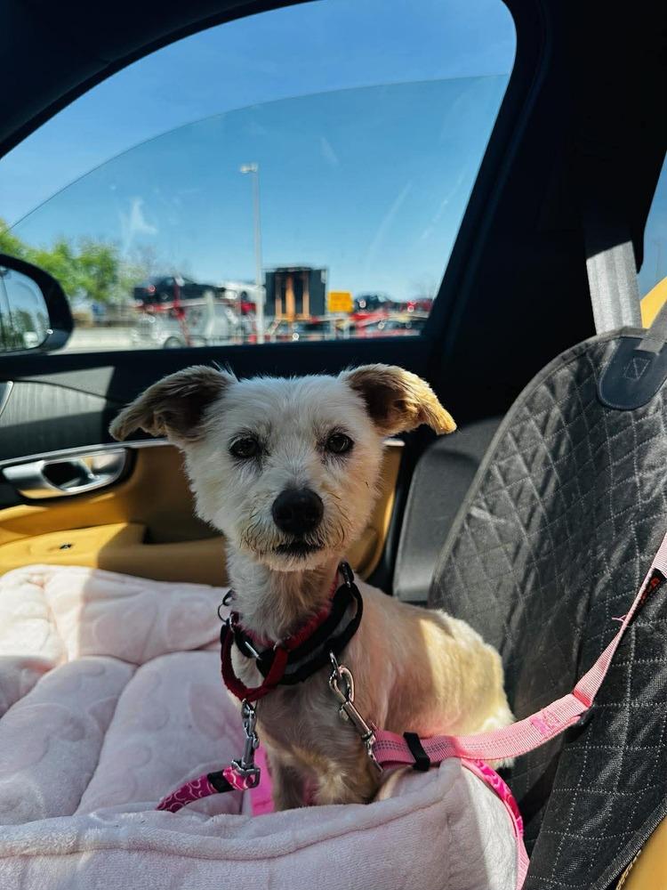 Enlarge PEEP Squeak, a Adoptable Mixed Breed in Wayne, NJ image 1/1