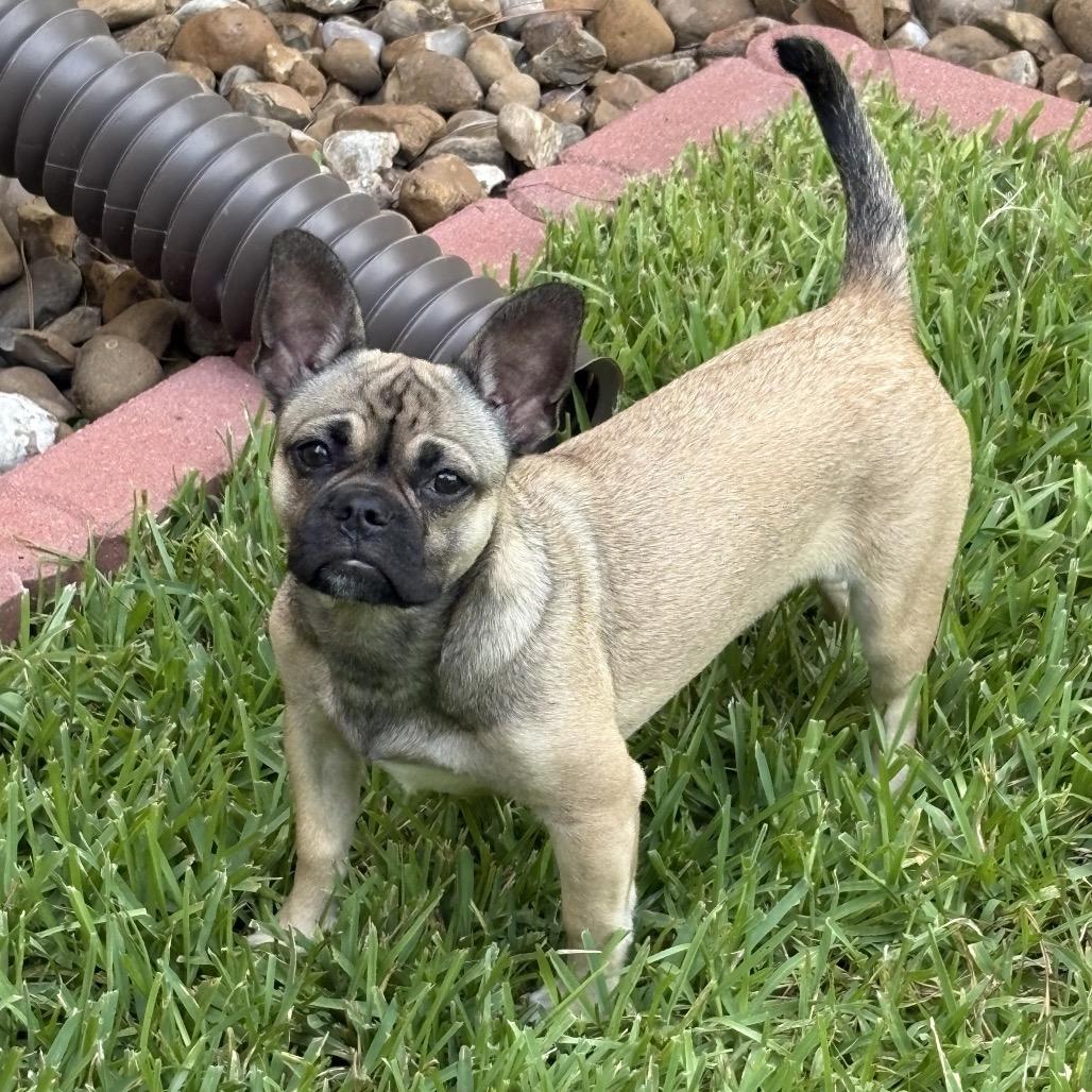 Chloe, Adoptable, Adult Female French Bulldog.