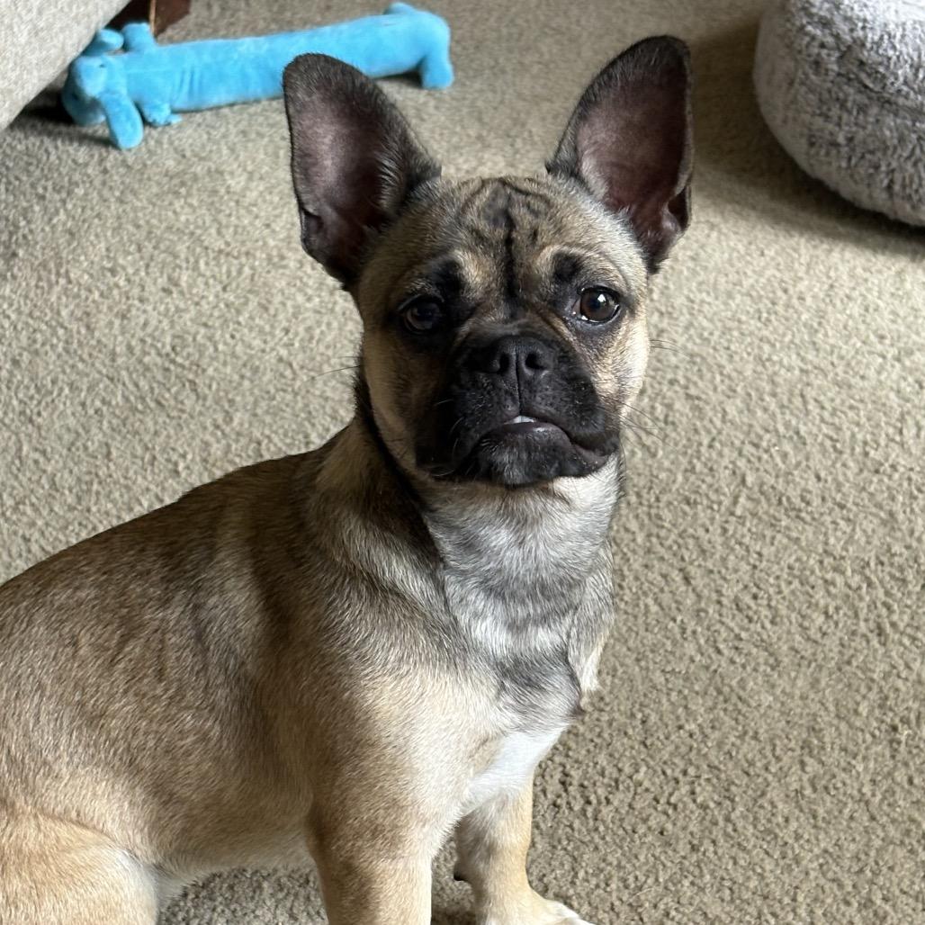 Chloe, a Adoptable French Bulldog in Montgomery, TX image 2/5