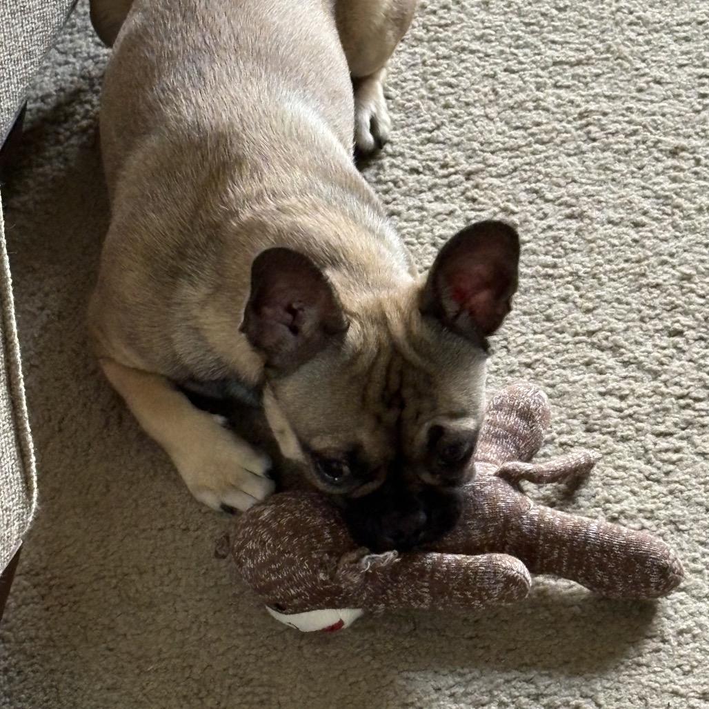 Chloe, a Adoptable French Bulldog in Montgomery, TX image 3/5