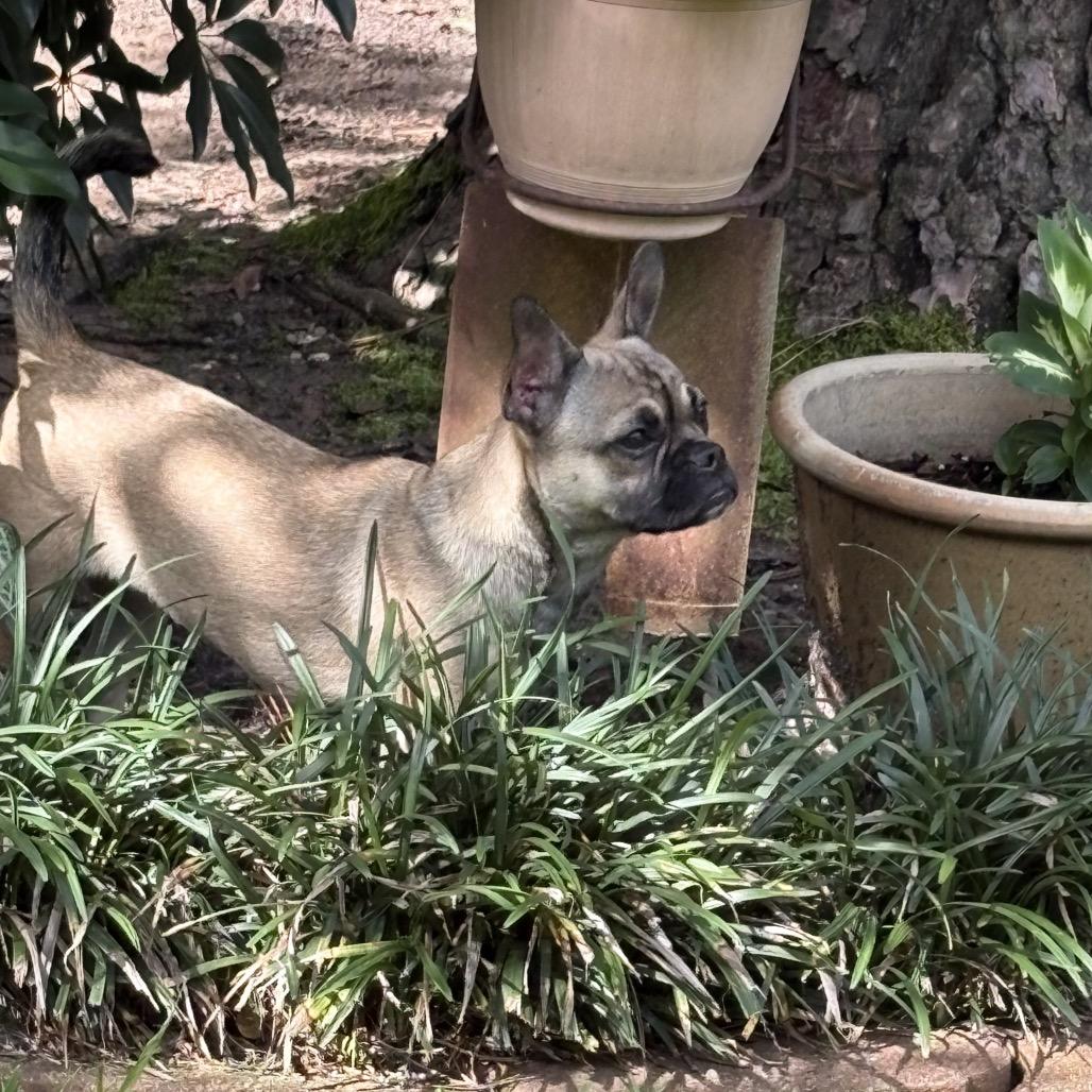 Chloe, a Adoptable French Bulldog in Montgomery, TX image 4/5