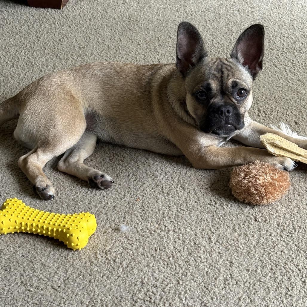 Chloe, a Adoptable French Bulldog in Montgomery, TX image 5/5