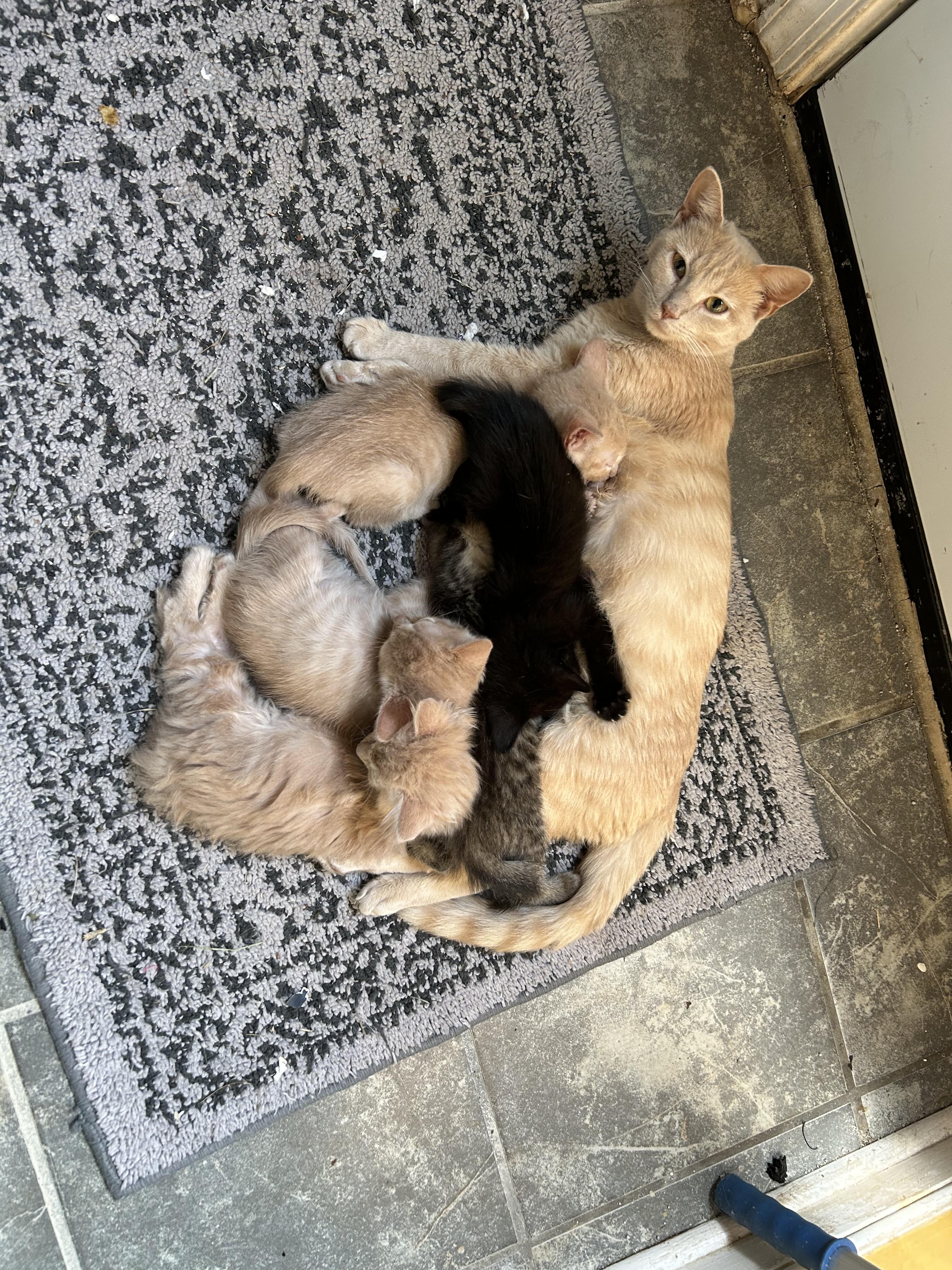 Enlarge Candy, a Adoptable Domestic Short Hair in Richmond, VA image 1/3