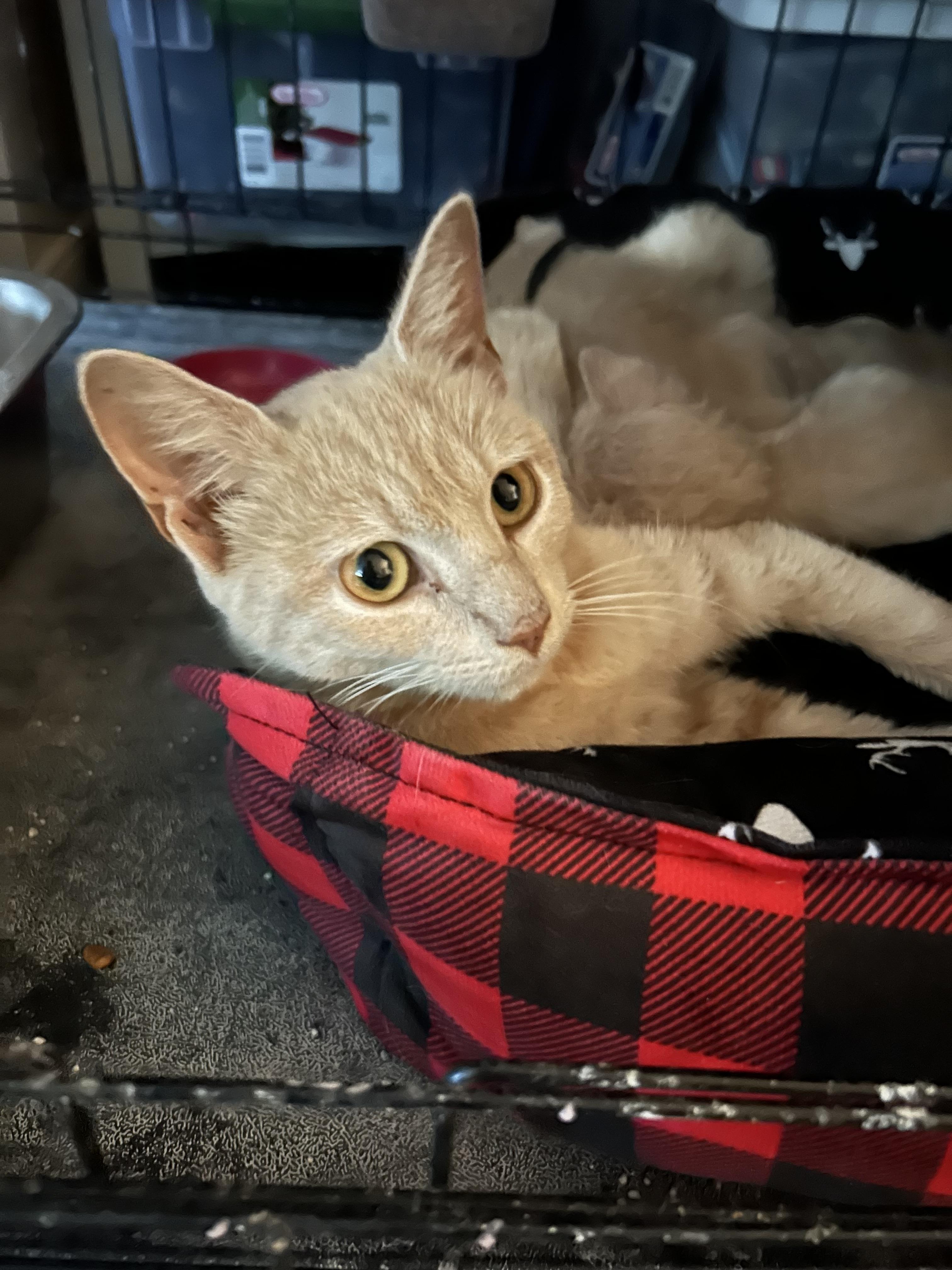 Enlarge Candy, a Adoptable Domestic Short Hair in Richmond, VA image 2/3