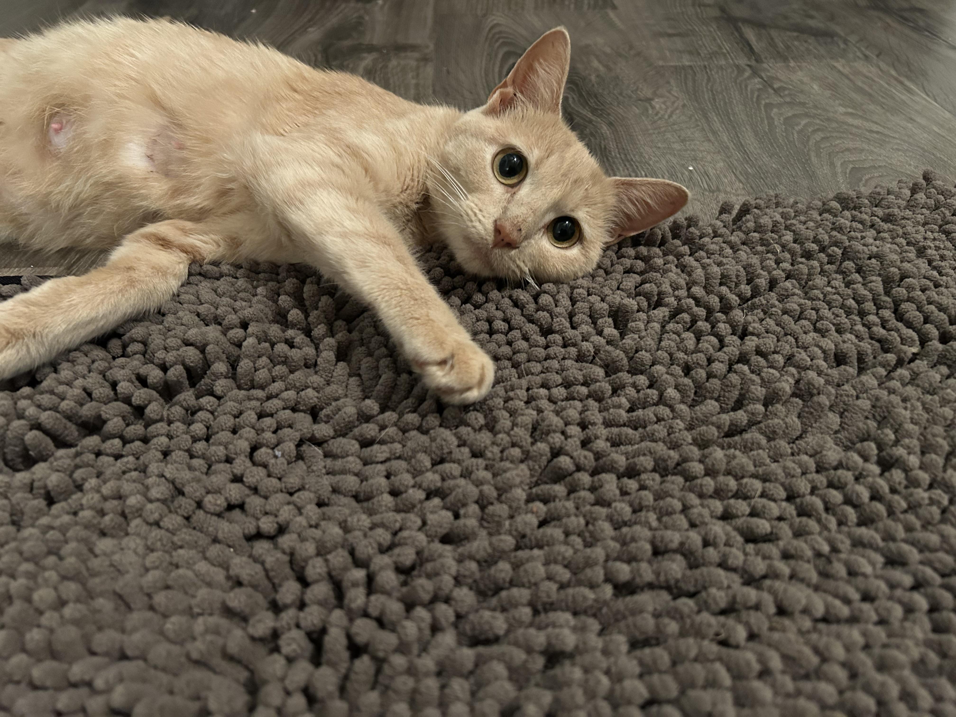 Enlarge Candy, a Adoptable Domestic Short Hair in Richmond, VA image 3/3