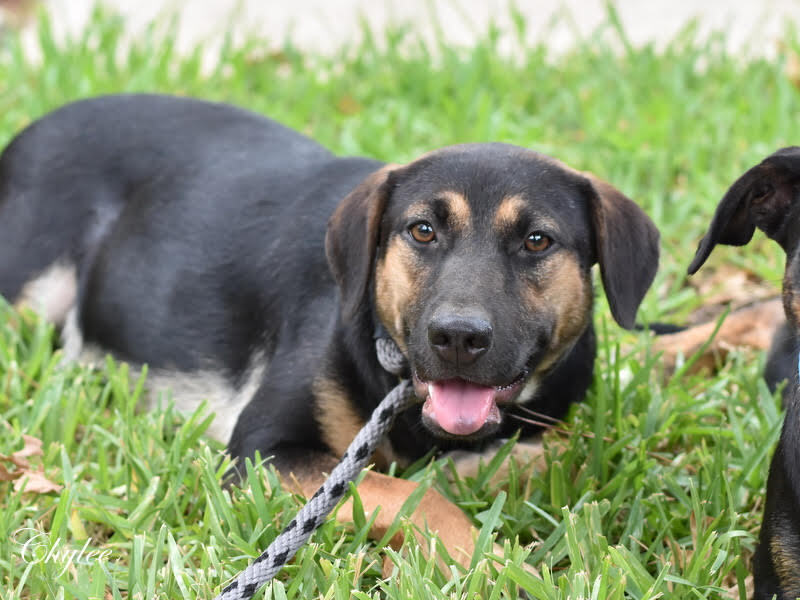 Chylee (Spring litter) Bonded with Aylee, must be adopted together. photo 4