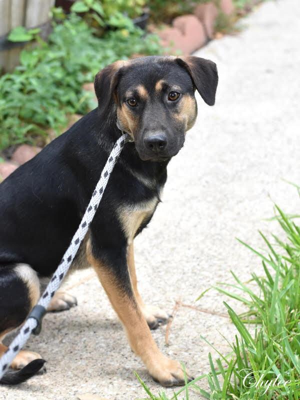 Chylee (Spring litter) Bonded with Aylee, must be adopted together., a Adoptable mixed breed in Brewster , NY image 1/6