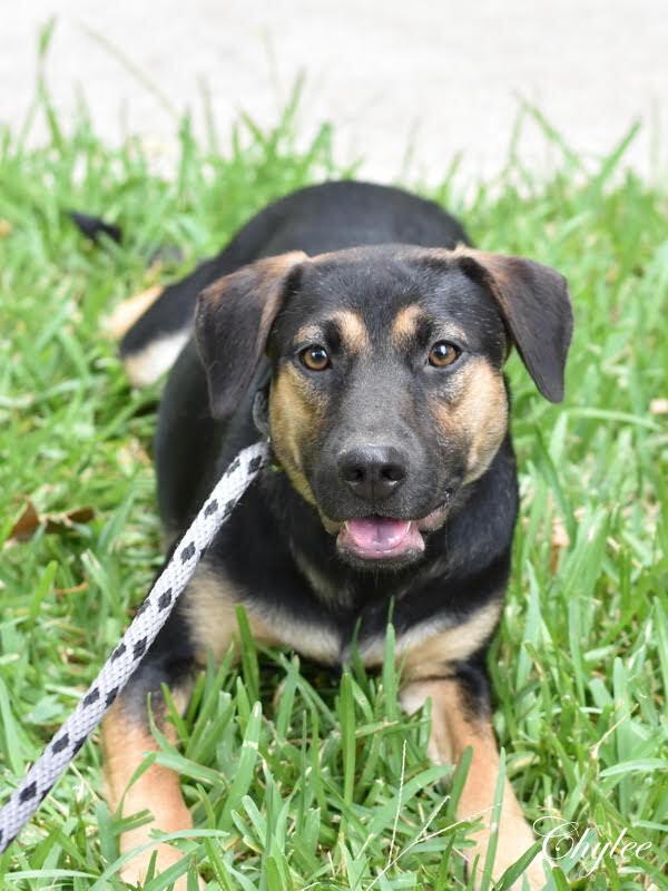 Chylee (Spring litter) Bonded with Aylee, must be adopted together., a Adoptable mixed breed in Brewster , NY image 2/6